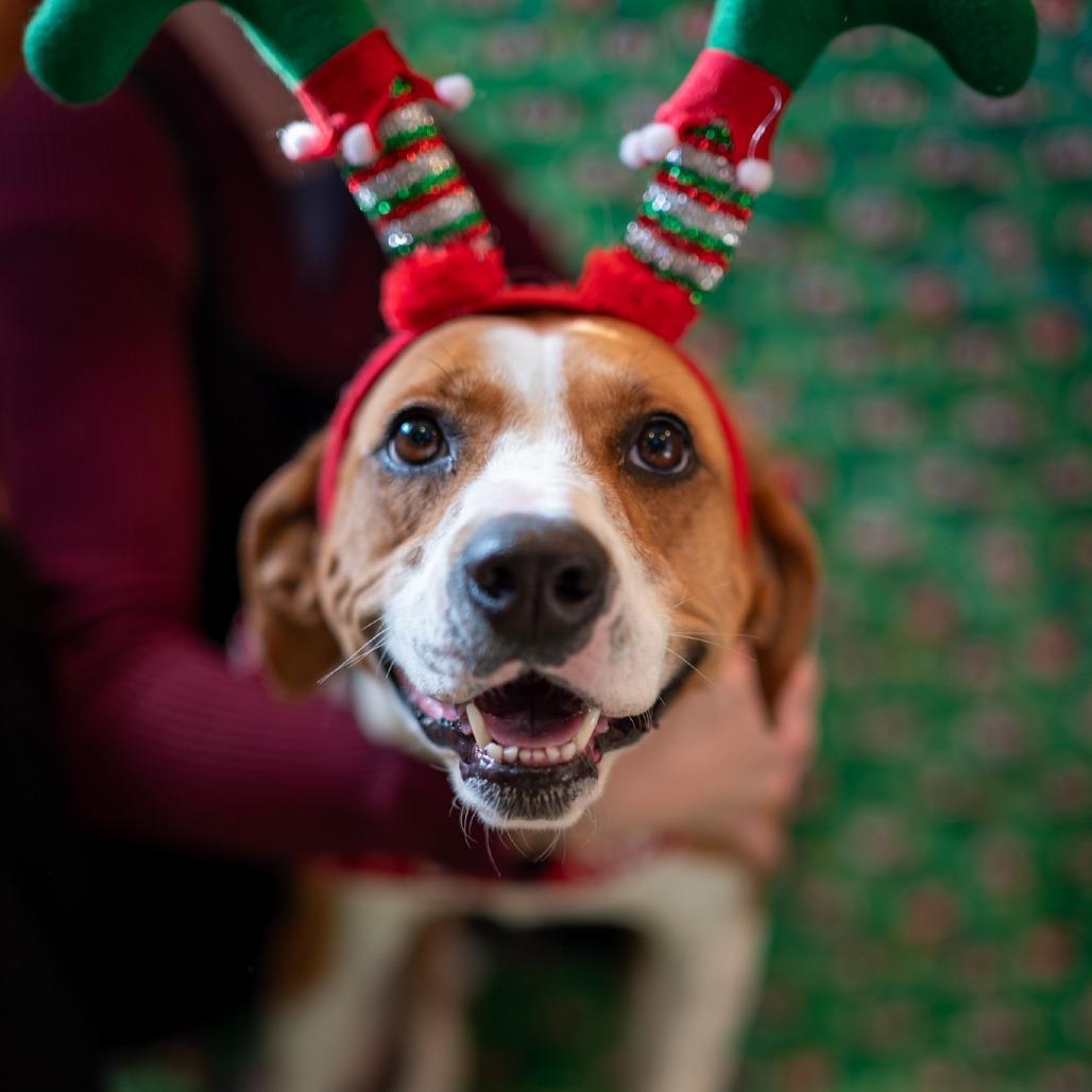 Enlarge Arcadia*, a Adoptable mixed breed in Eureka Springs, AR image 2/3