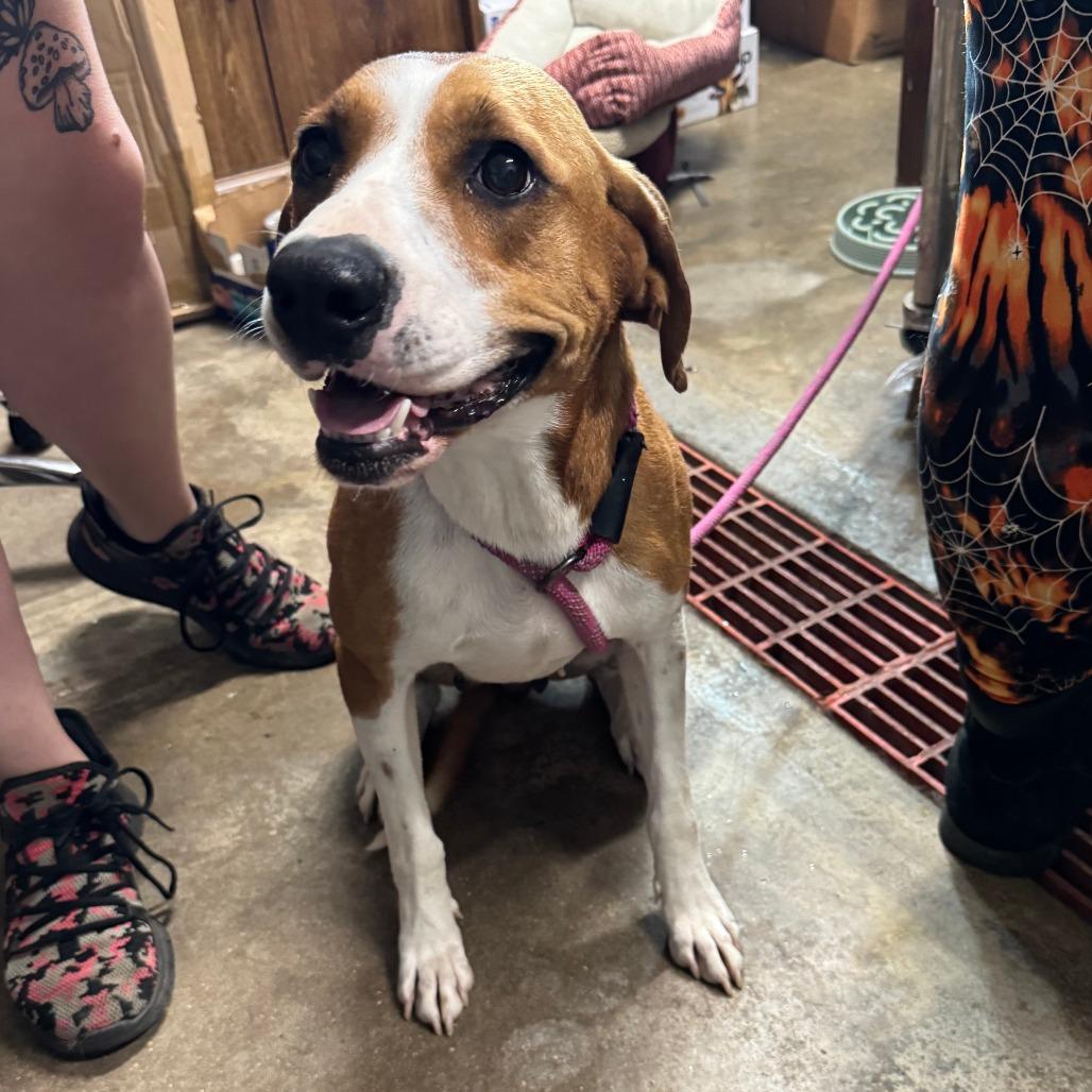 Enlarge Arcadia*, a Adoptable mixed breed in Eureka Springs, AR image 3/3