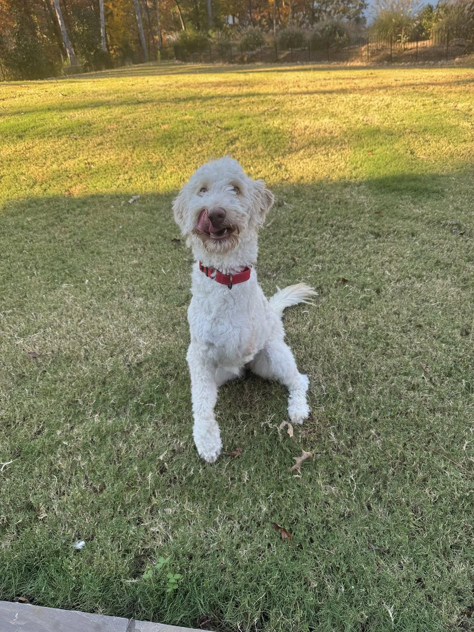 Eileen, Adopted, Young Female Poodle.
