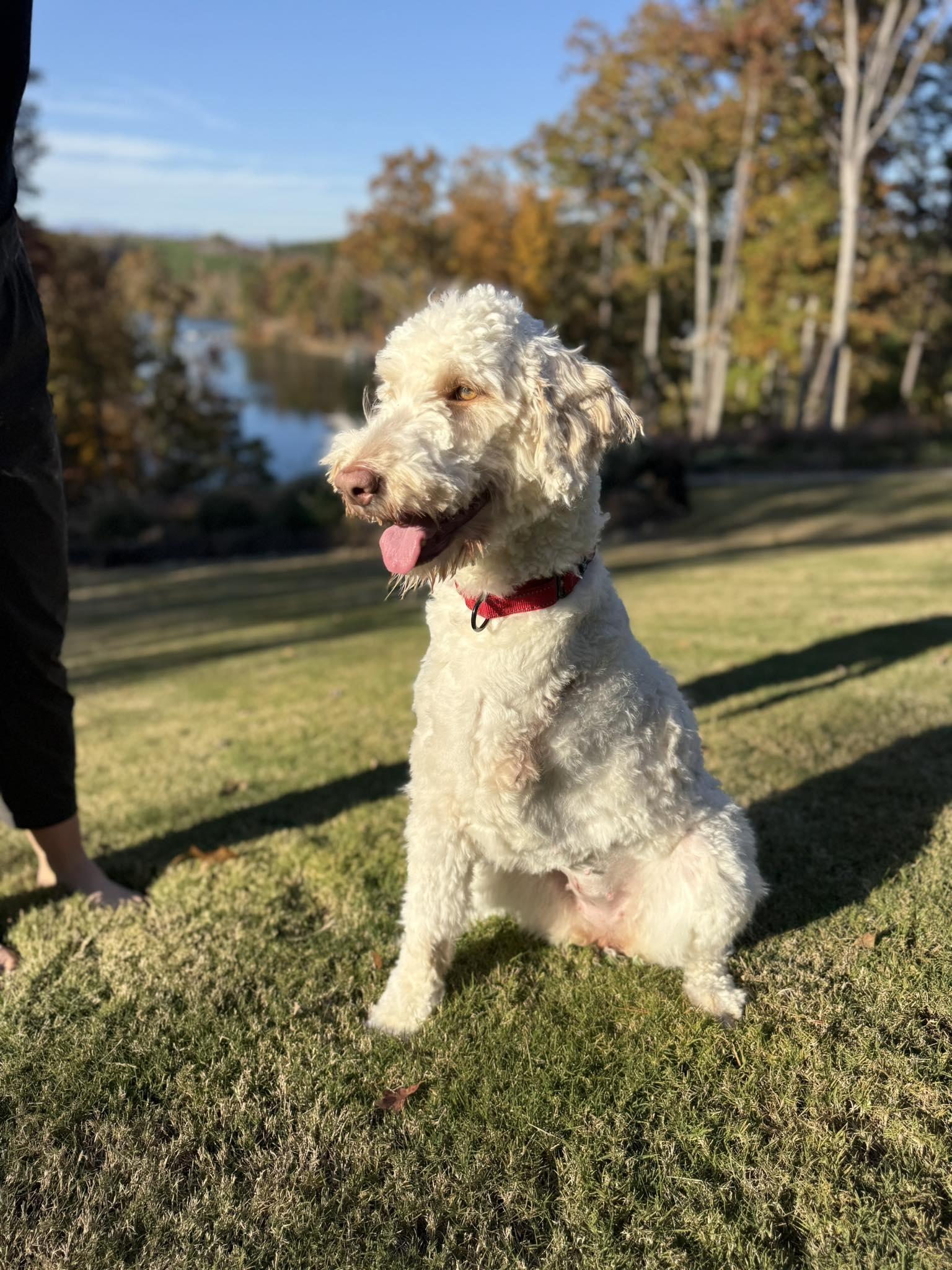 Enlarge Eileen, a Adopted Poodle in Greenville, SC image 2/3
