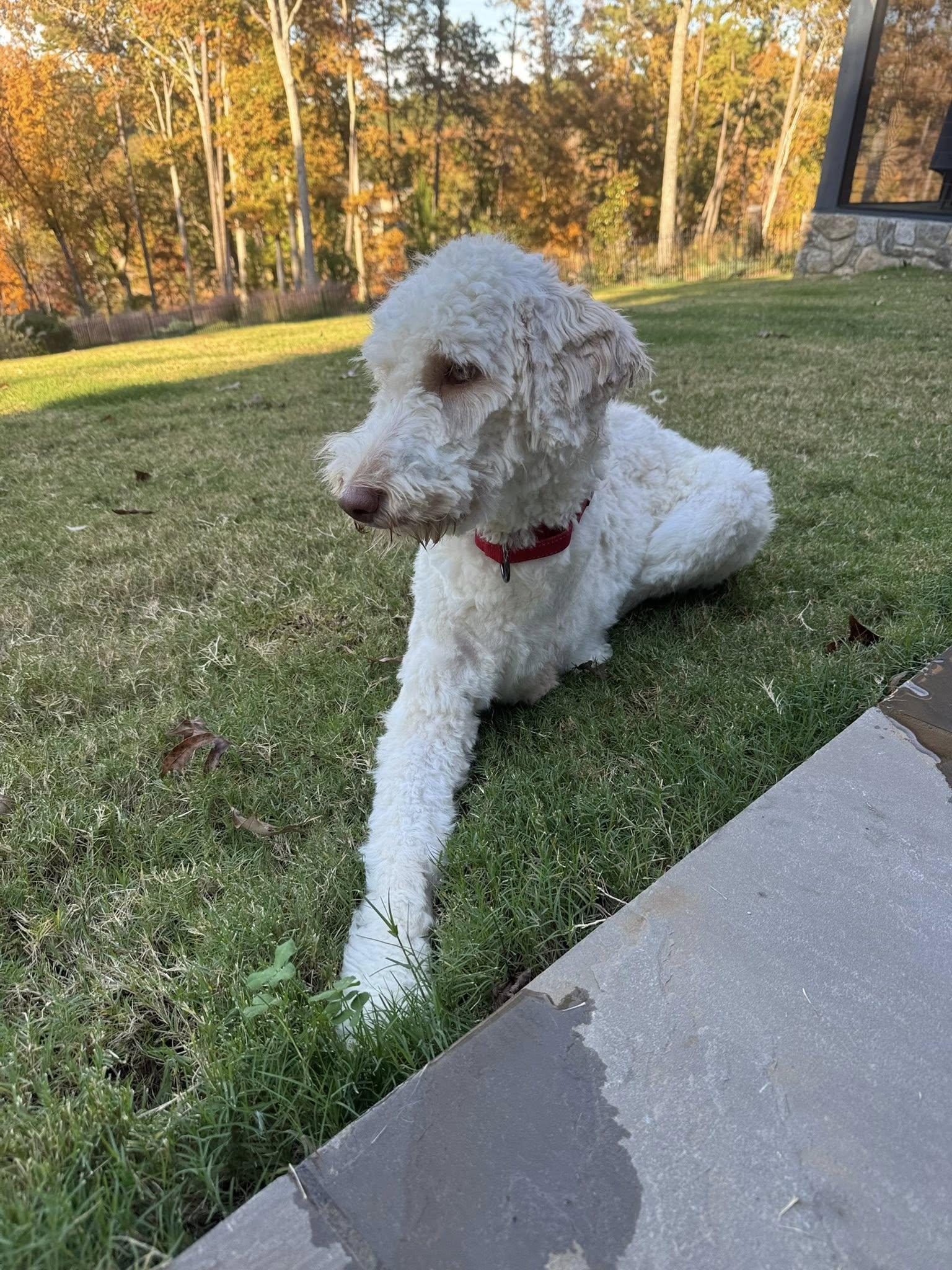 Enlarge Eileen, a Adopted Poodle in Greenville, SC image 3/3