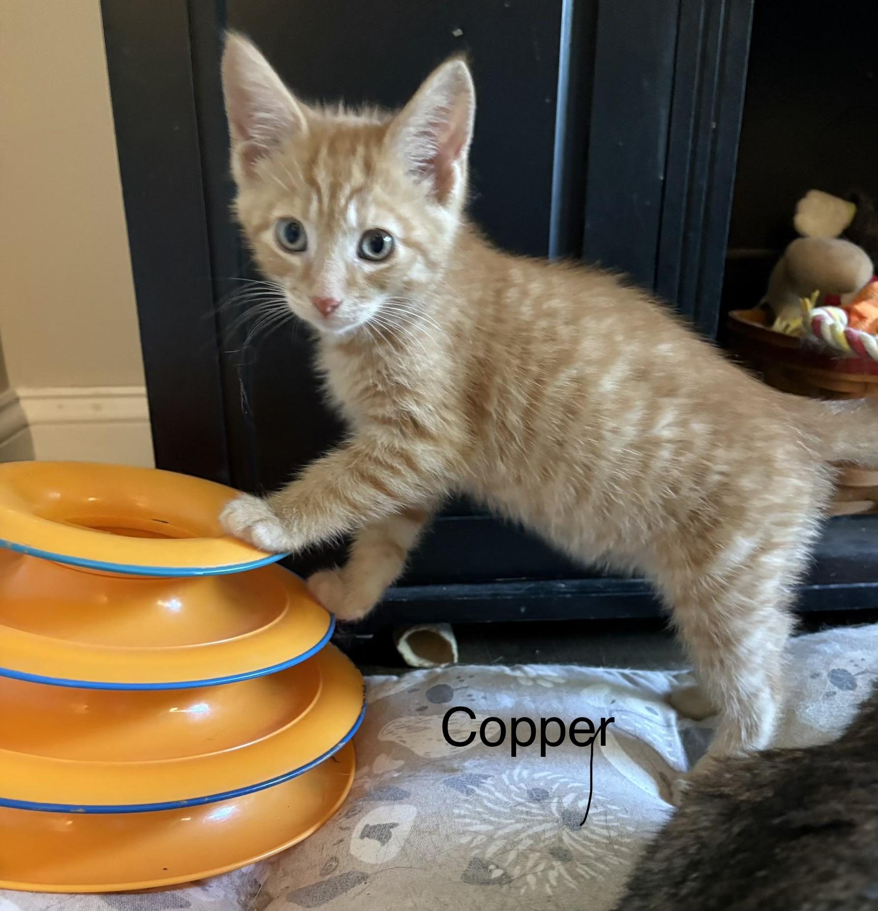 Enlarge Copper, a Adoptable Domestic Short Hair in lititz, PA image 2/5