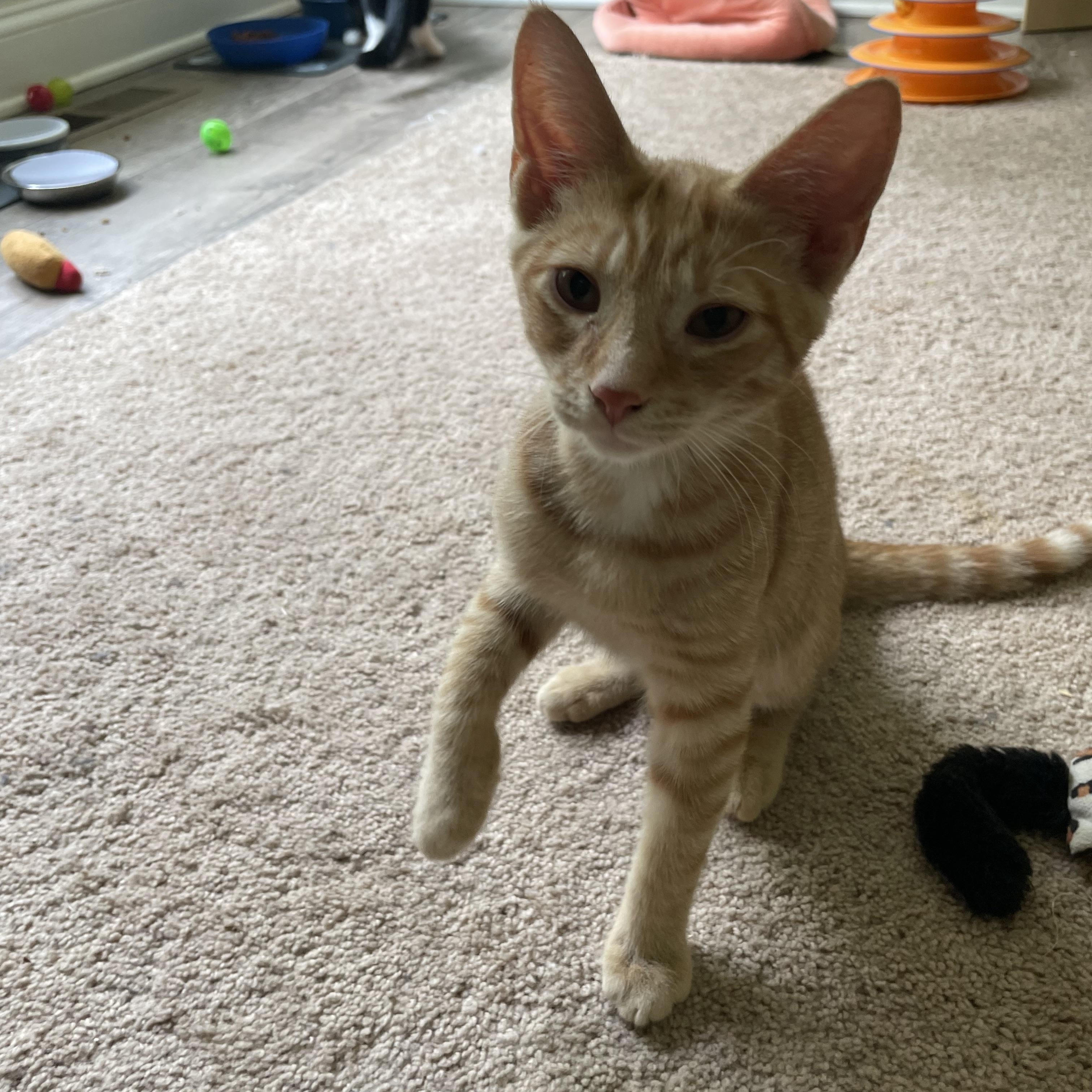 Enlarge Copper, a Adoptable Domestic Short Hair in lititz, PA image 3/5