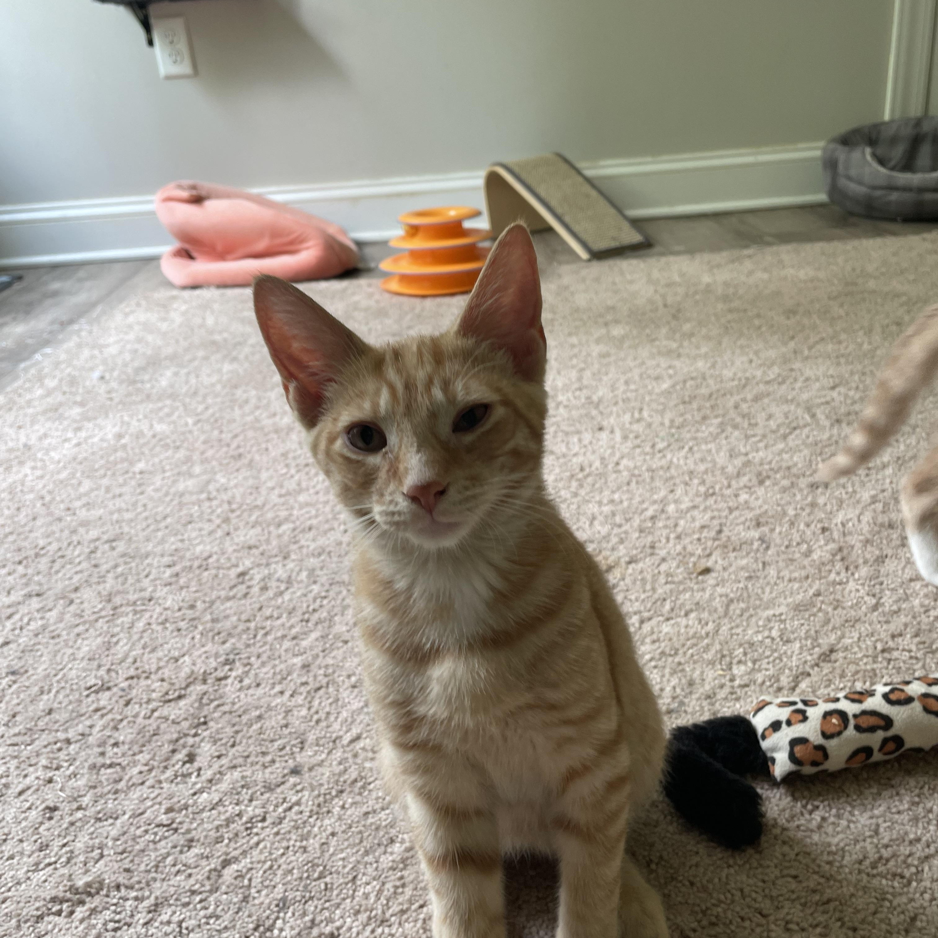 Enlarge Copper, a Adoptable Domestic Short Hair in lititz, PA image 4/5