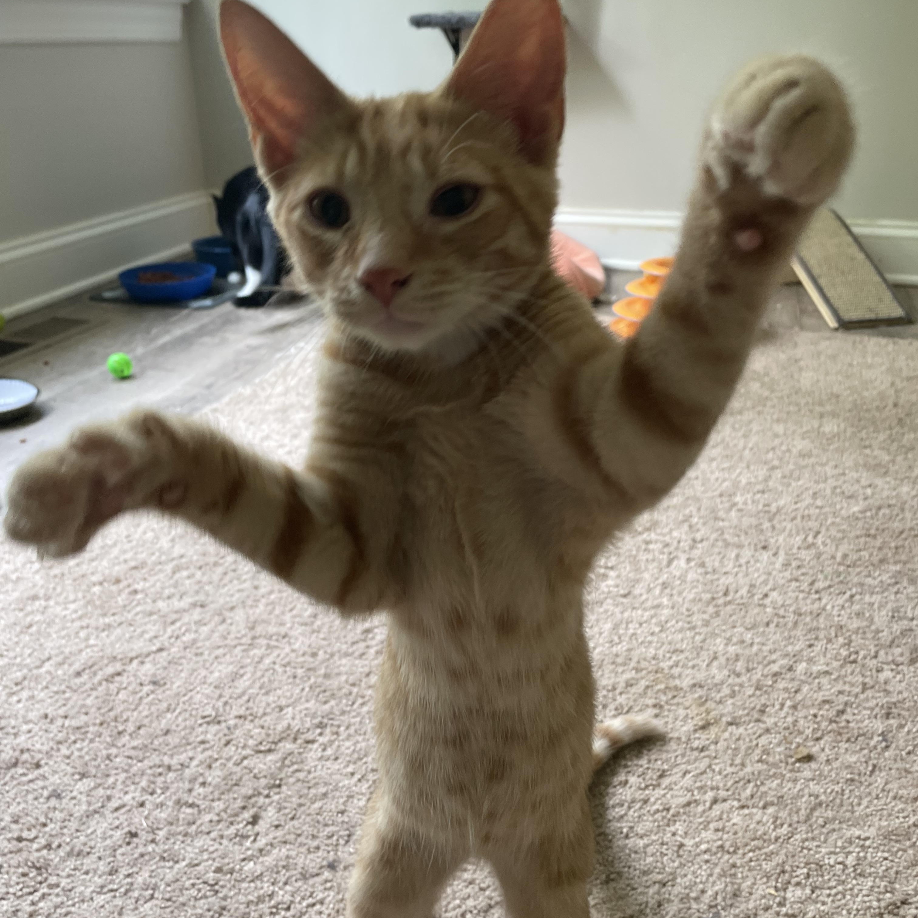 Enlarge Copper, a Adoptable Domestic Short Hair in lititz, PA image 5/5