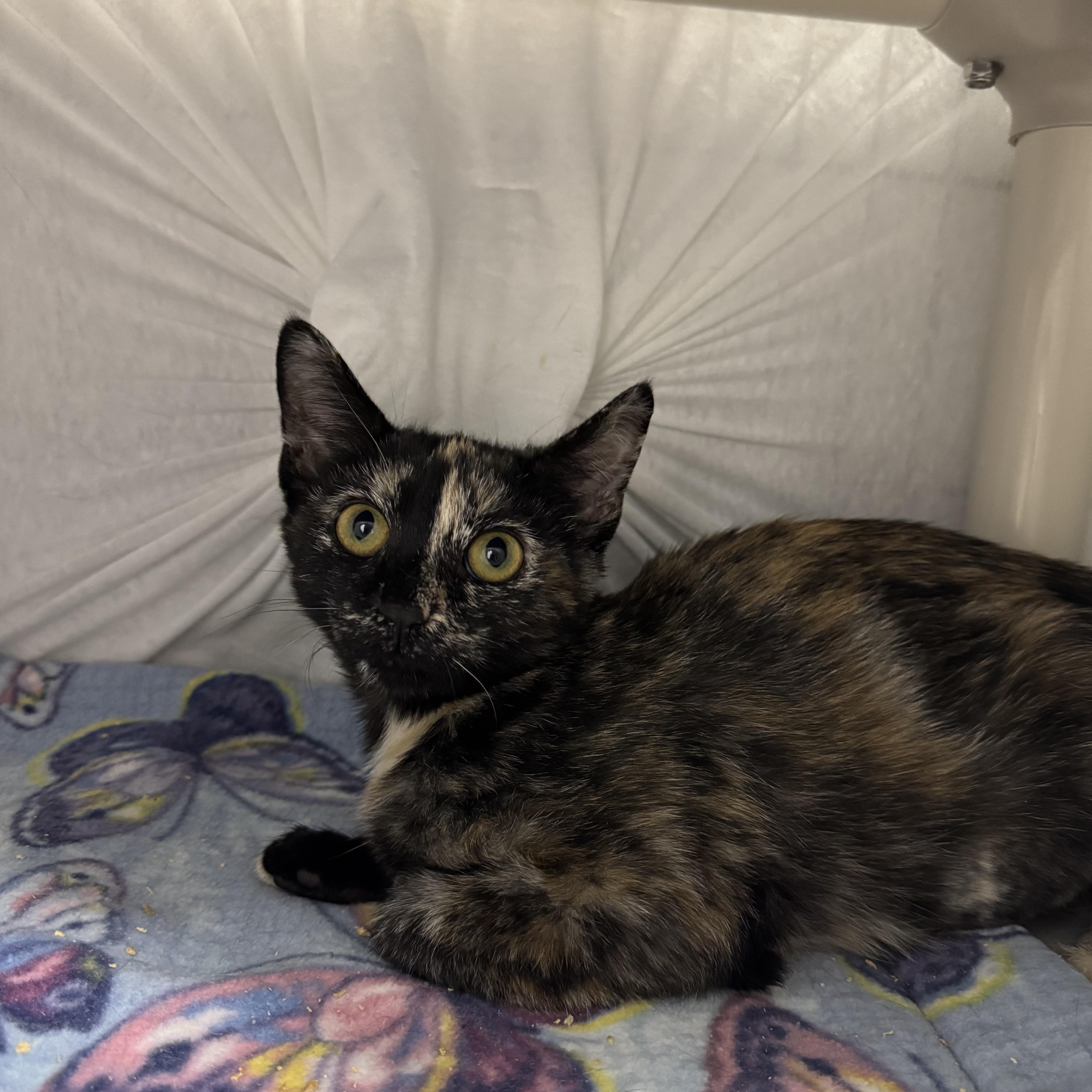 Enlarge Thelma and Louis, a ADOPTABLE Domestic Short Hair in Mount Vernon, OH image 2/2