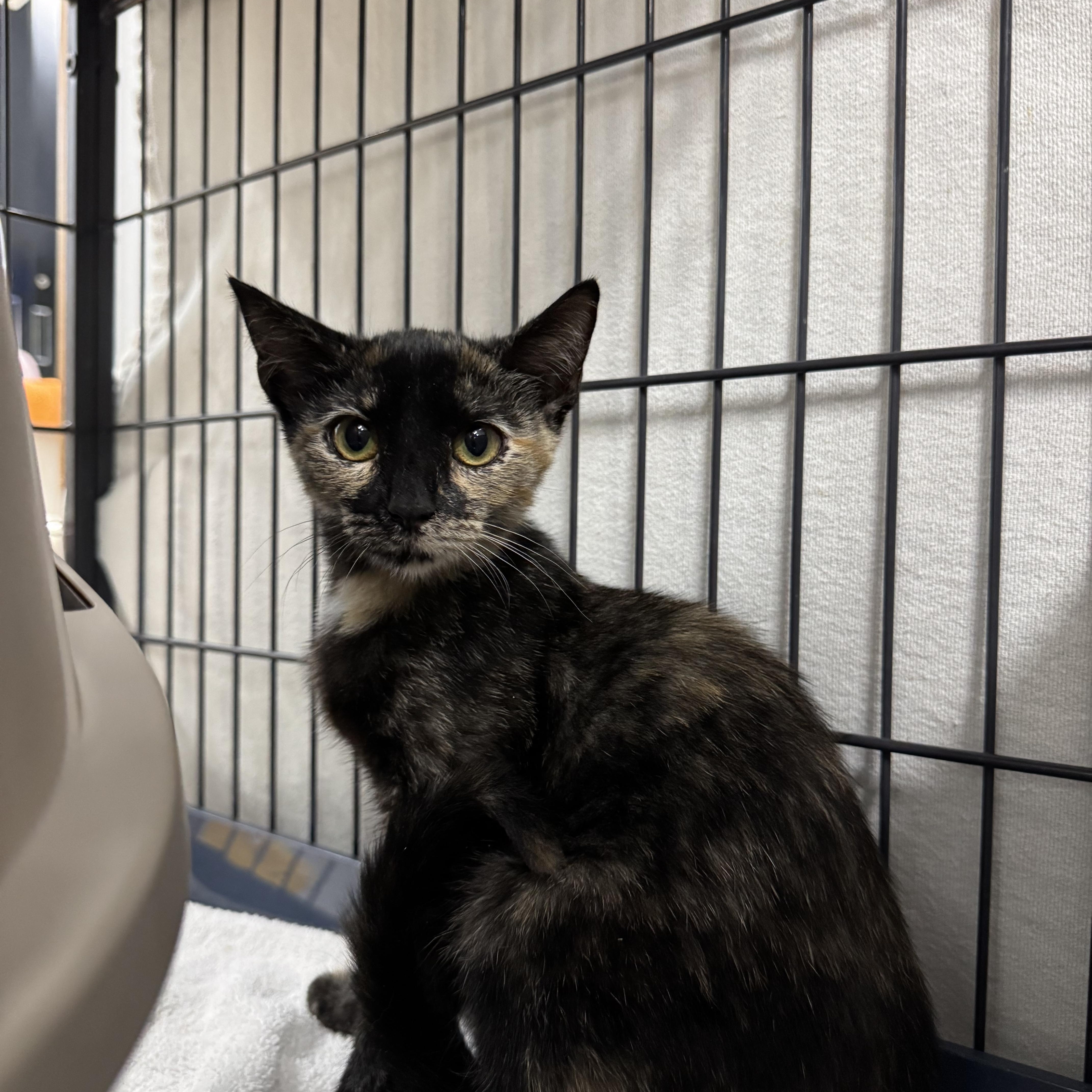 Thelma and Louis, ADOPTABLE, Young Female Domestic Short Hair.