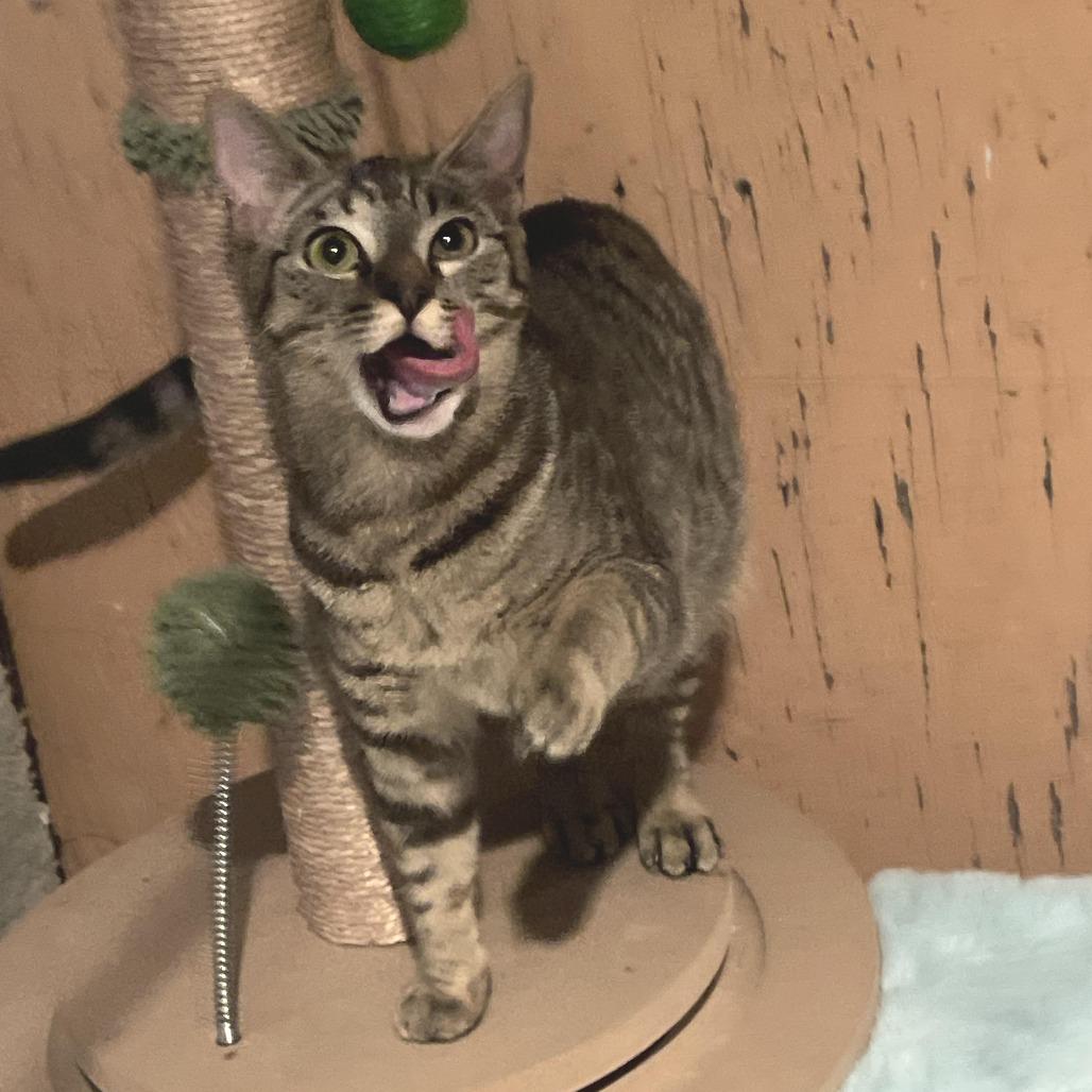 Tabitha — thumbnail 2