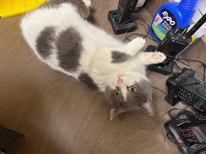 Shona — thumbnail 3