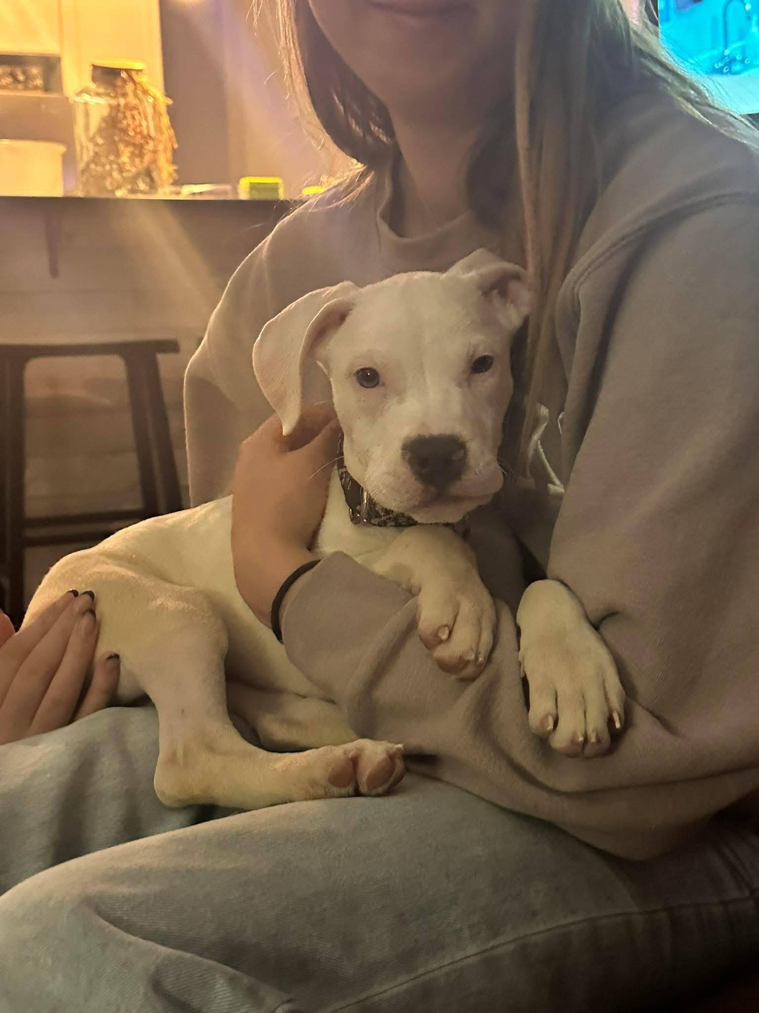 Enlarge Marshmallow, a Adoptable mixed breed in Elizabethtown, PA image 2/6
