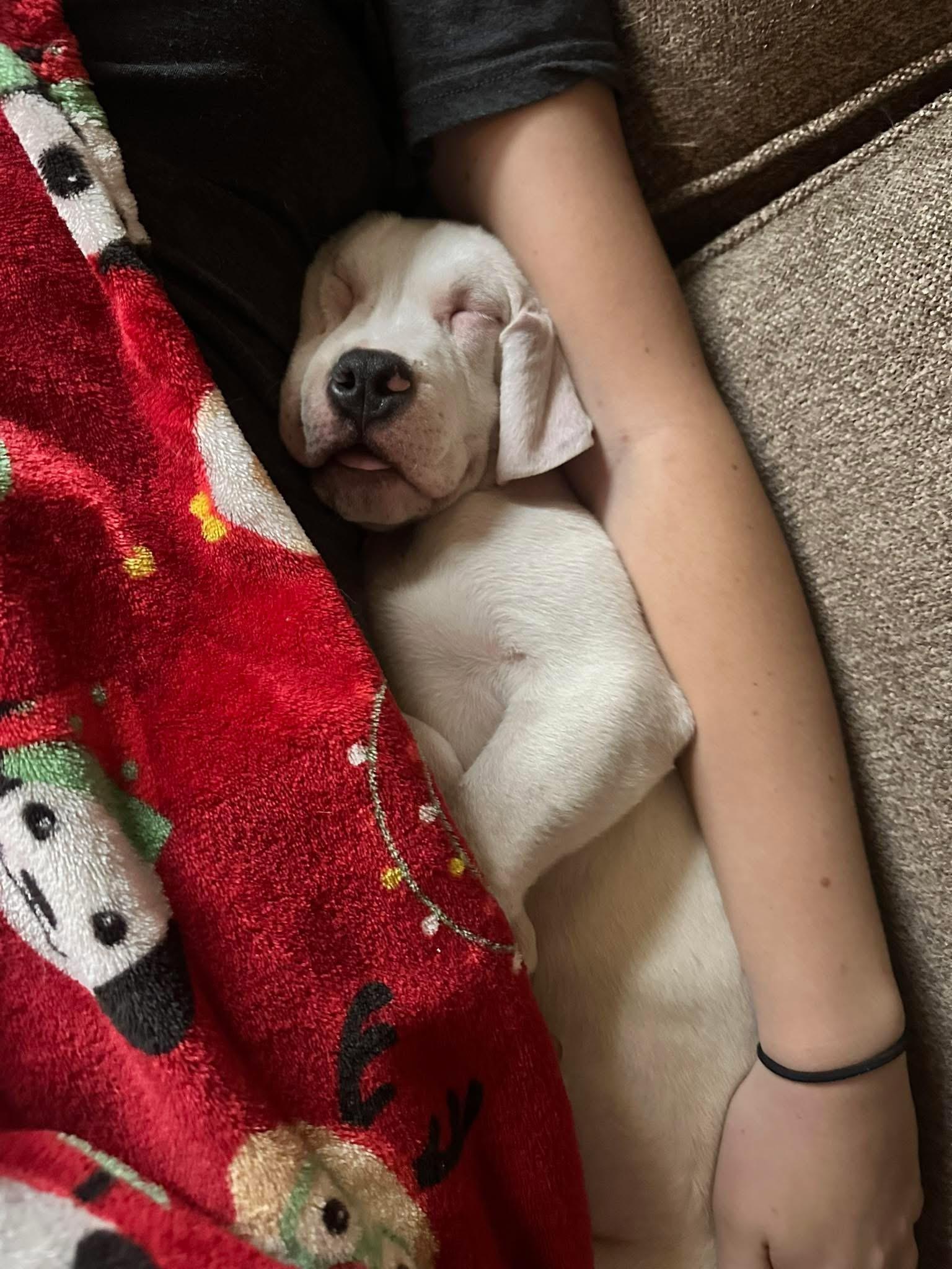 Enlarge Marshmallow, a Adoptable mixed breed in Elizabethtown, PA image 4/6