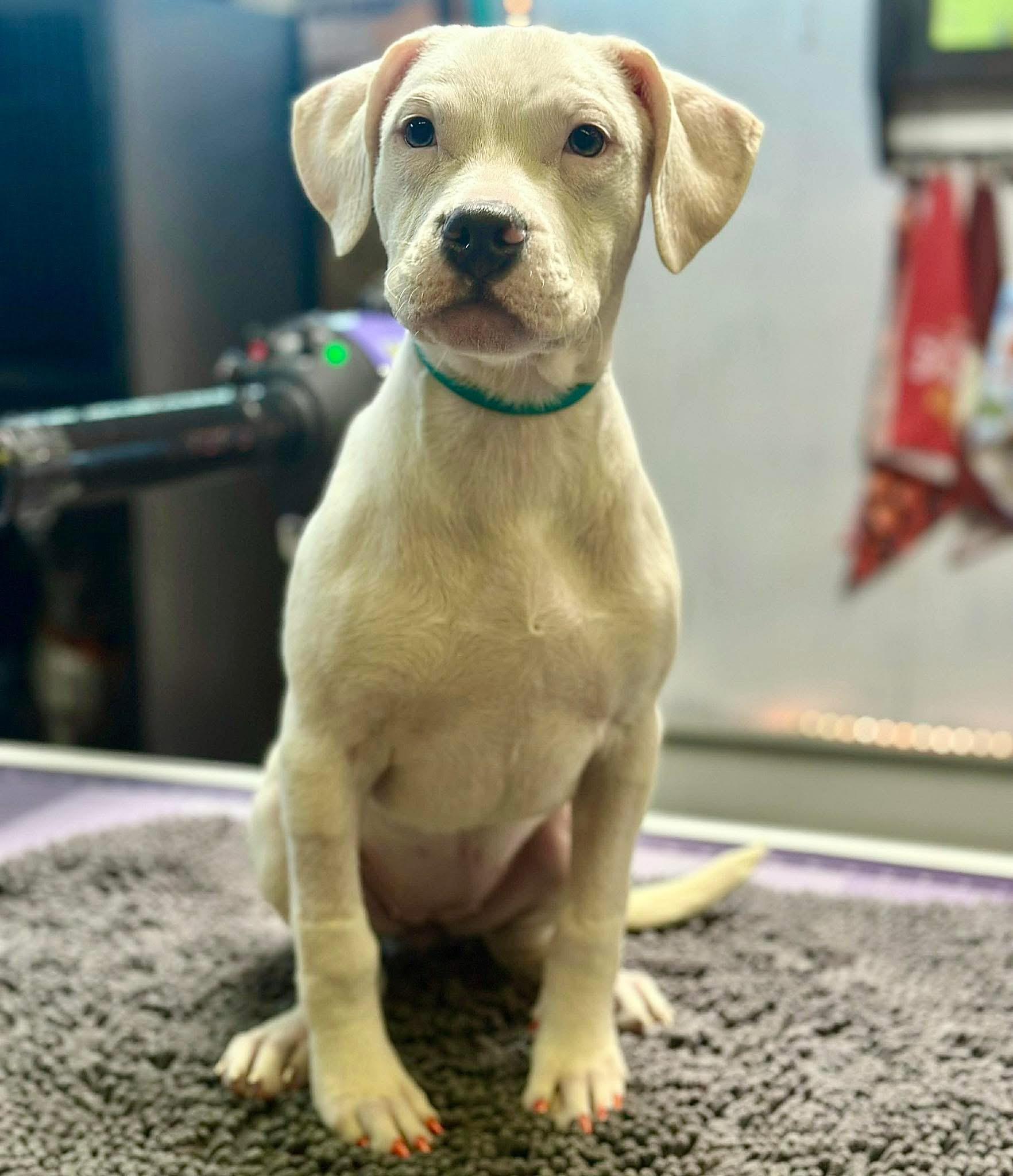 Enlarge Marshmallow, a Adoptable mixed breed in Elizabethtown, PA image 3/6