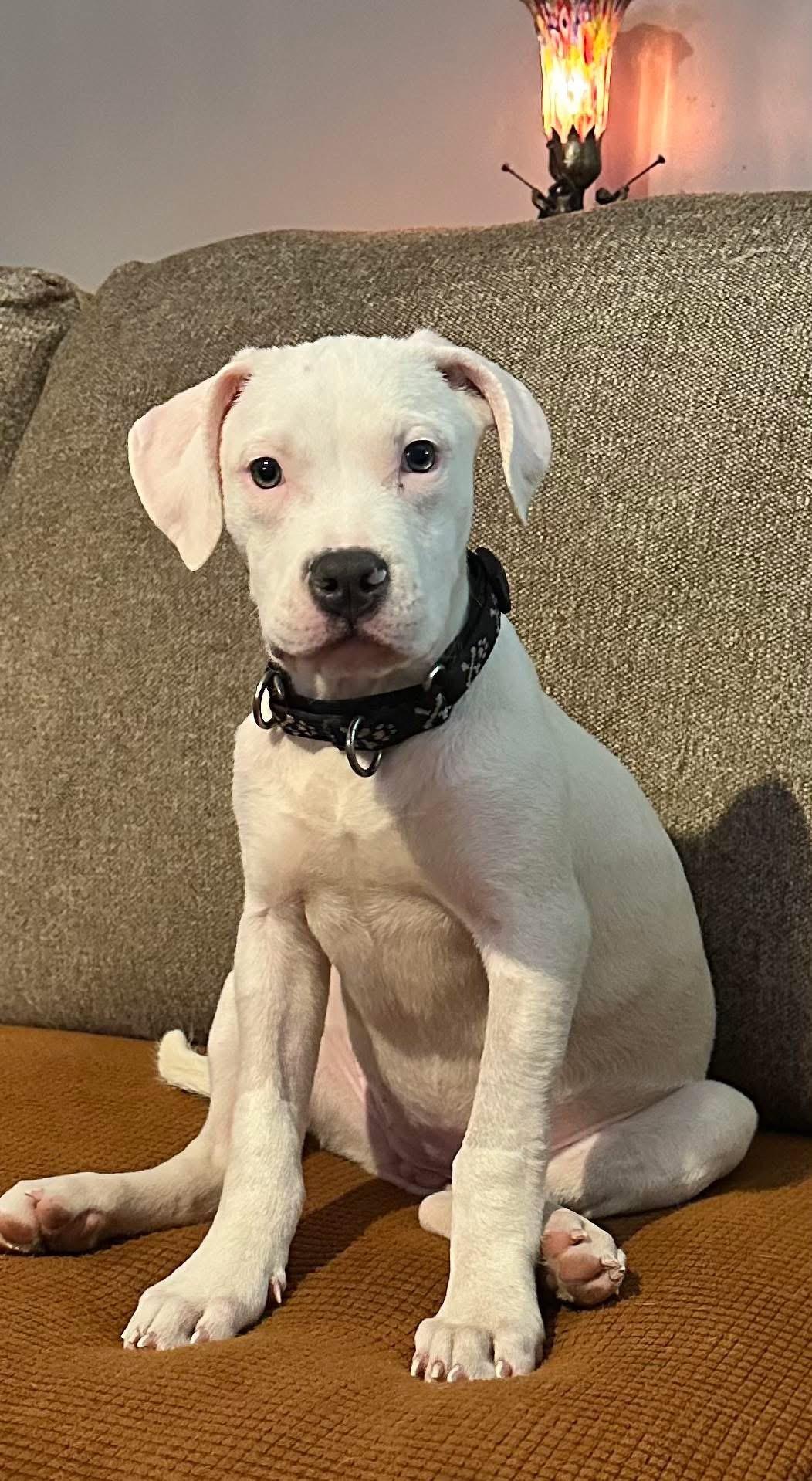 Enlarge Marshmallow, a Adoptable mixed breed in Elizabethtown, PA image 1/6
