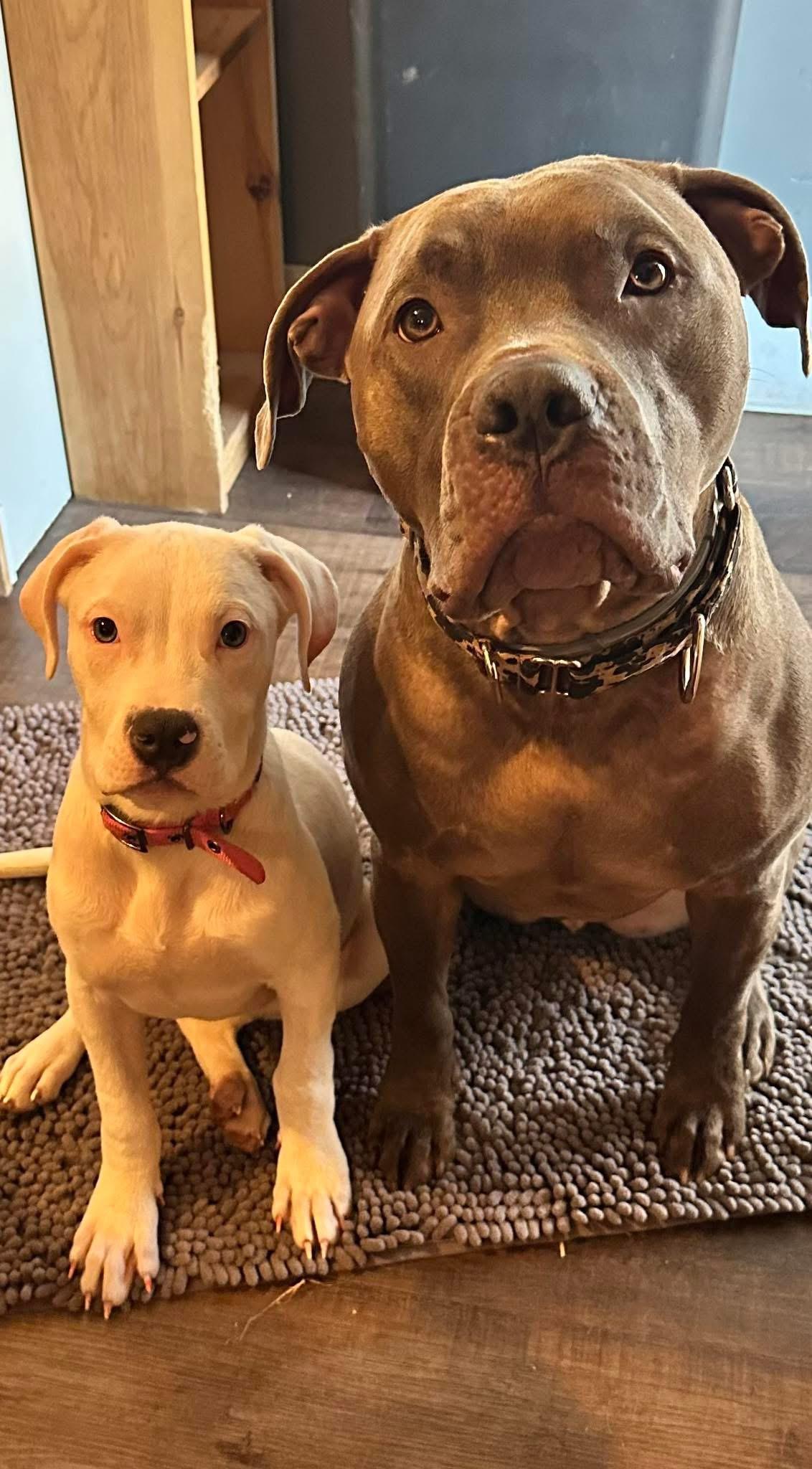 Enlarge Marshmallow, a Adoptable mixed breed in Elizabethtown, PA image 5/6