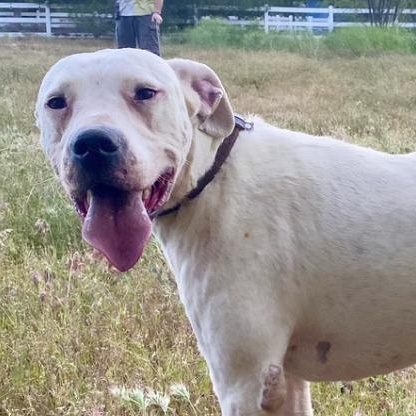 Bruce, a ADOPTABLE mixed breed in Acton, CA image 2/2
