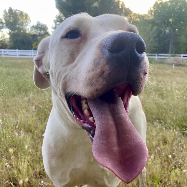 Bruce, ADOPTABLE, Adult Male Pit Bull Terrier & Boxer.