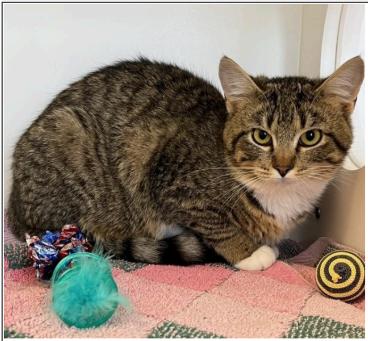 Enlarge Princess Sandy, a Adoptable Tabby in Greenfield, IN image 1/1