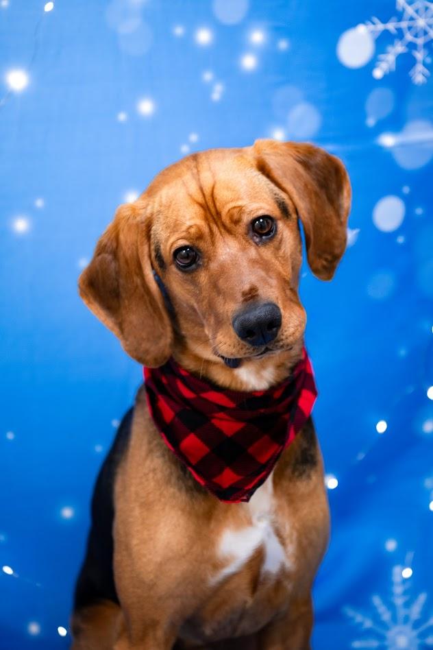 Tucker, ADOPTABLE, Young Male Mixed Breed.