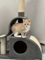 Buggie, Adoptable, Kitten Female Domestic Short Hair & Domestic Short Hair.