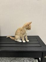 Buggie, a Adoptable mixed breed in Fergus Falls, MN image 2/3
