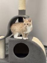 Buggie, a Adoptable mixed breed in Fergus Falls, MN image 3/3