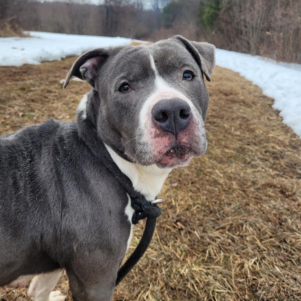 Enlarge Silvermist, a Adoptable Pit Bull Terrier in York, PA image 1/6