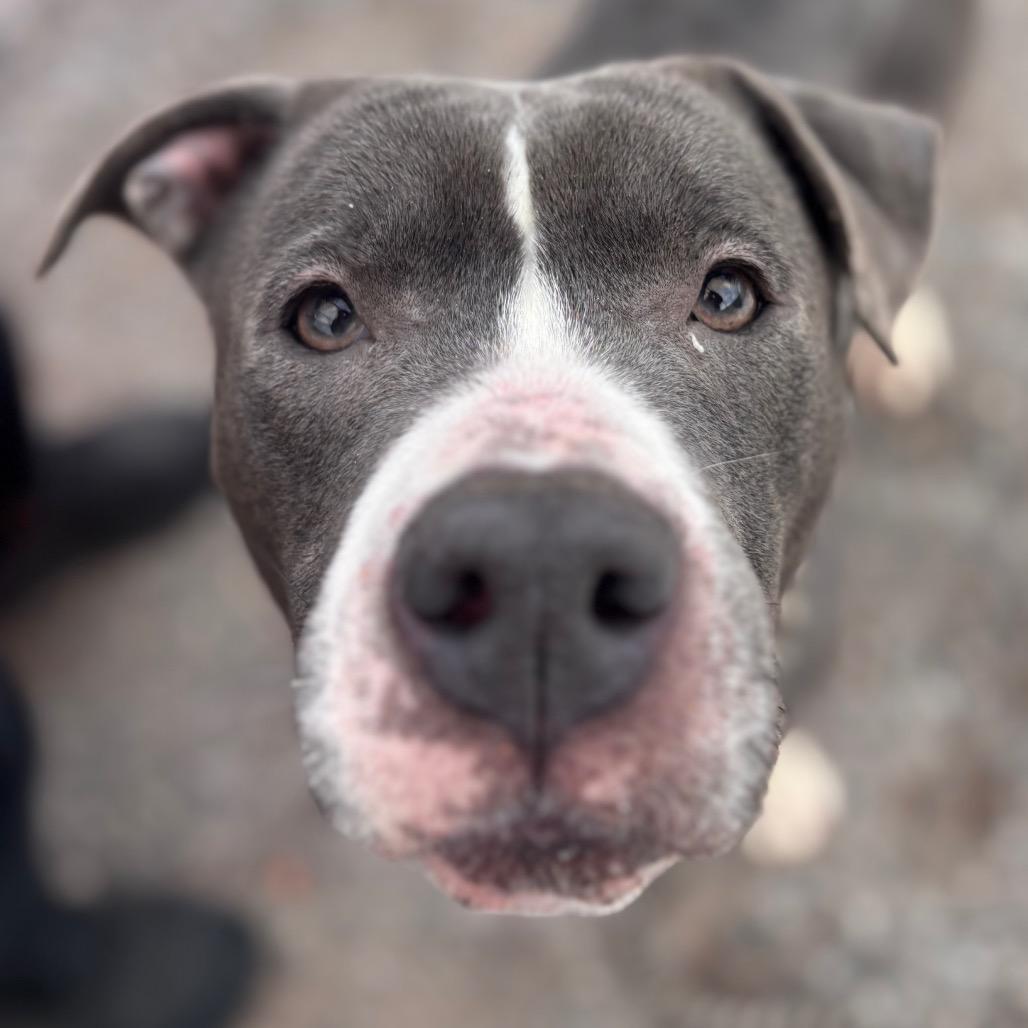 Enlarge Silvermist, a Adoptable Pit Bull Terrier in York, PA image 2/6