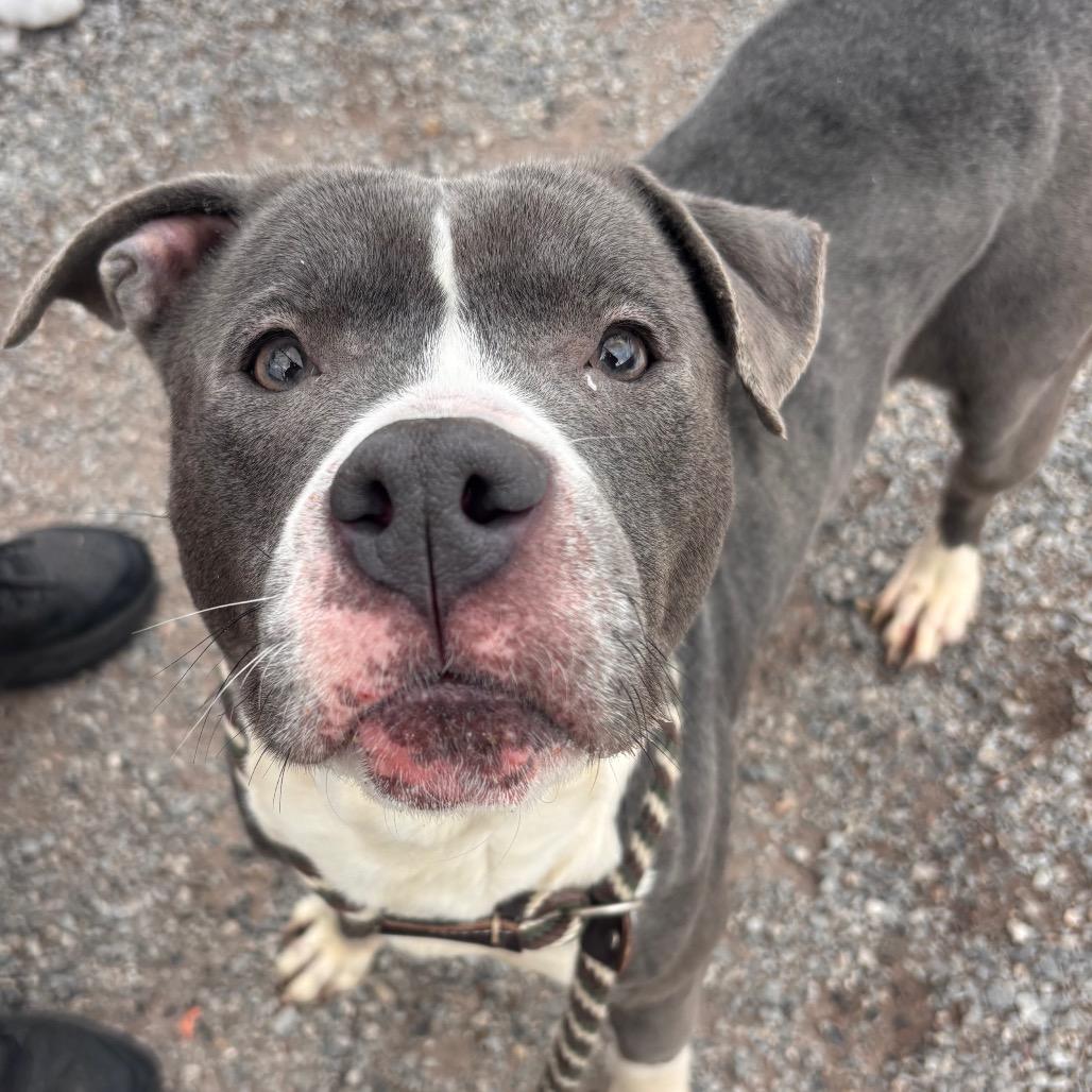 Enlarge Silvermist, a Adoptable Pit Bull Terrier in York, PA image 3/6