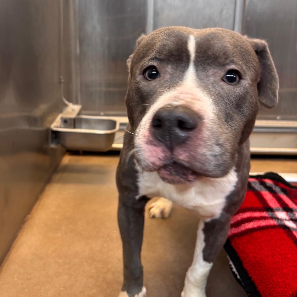 Enlarge Silvermist, a Adoptable Pit Bull Terrier in York, PA image 4/6