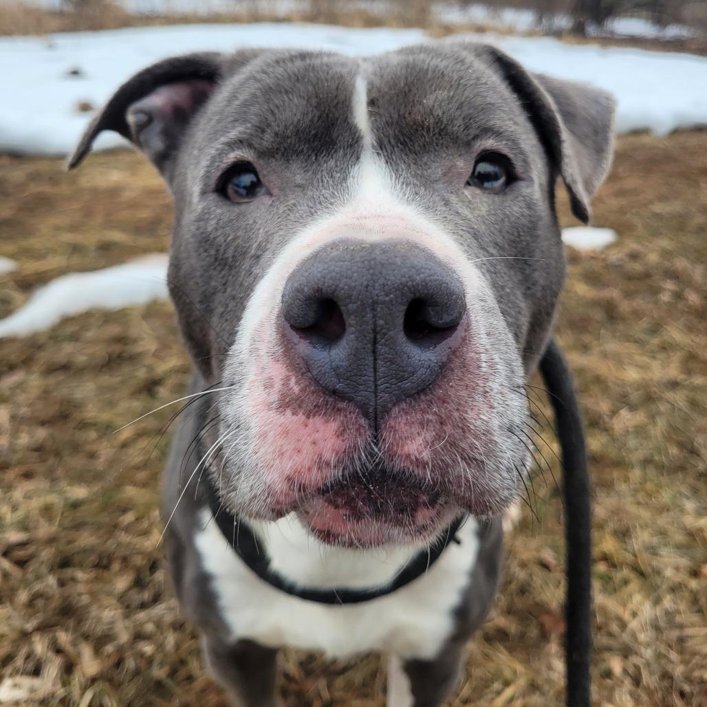 Enlarge Silvermist, a Adoptable Pit Bull Terrier in York, PA image 5/6