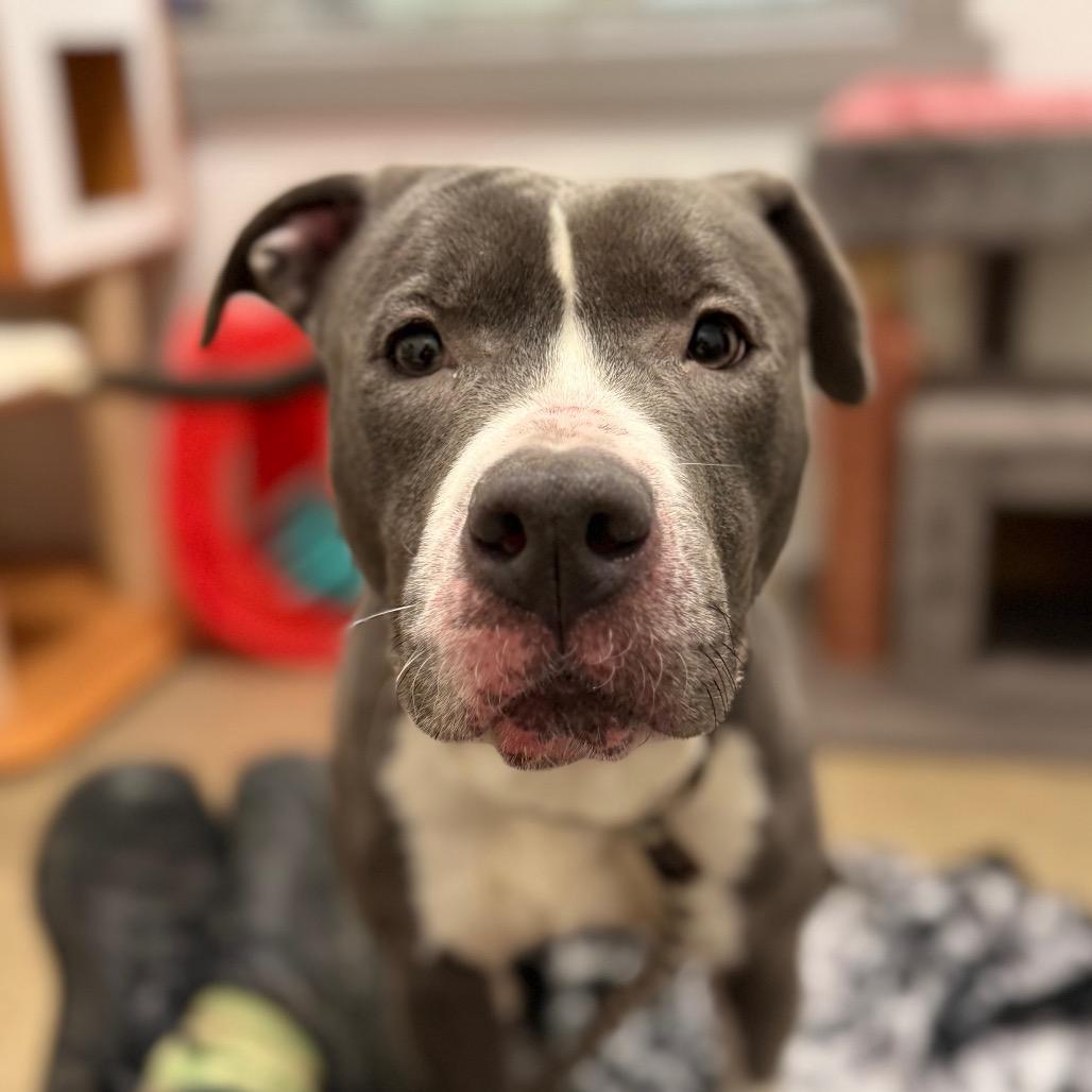 Enlarge Silvermist, a Adoptable Pit Bull Terrier in York, PA image 6/6