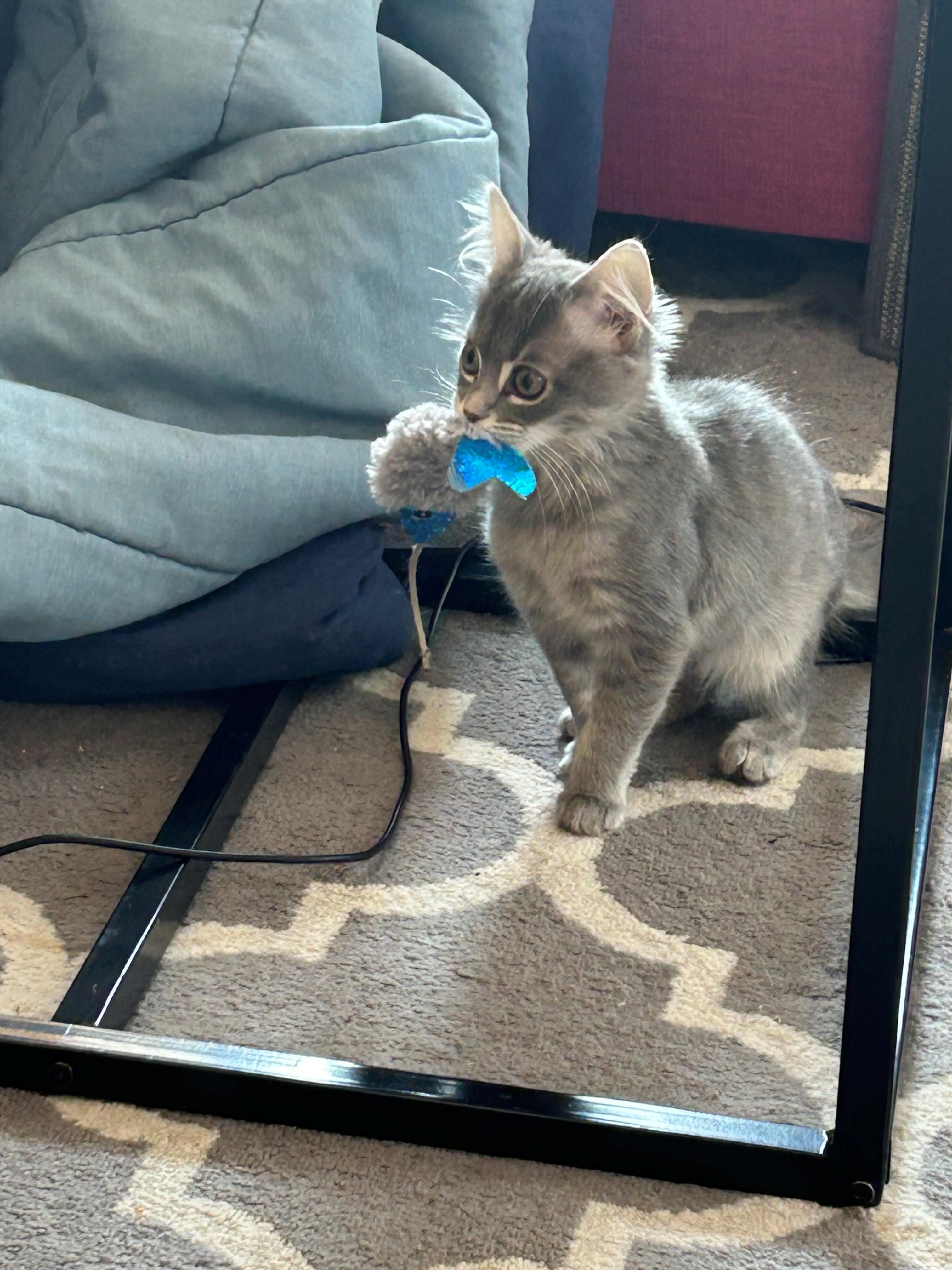 Enlarge Chicken and Noodle - 4 MONTHS - THE ULTIMATE COMFORT DUO!, an adoptable Domestic Medium Hair in Bristow, VA image 5/5