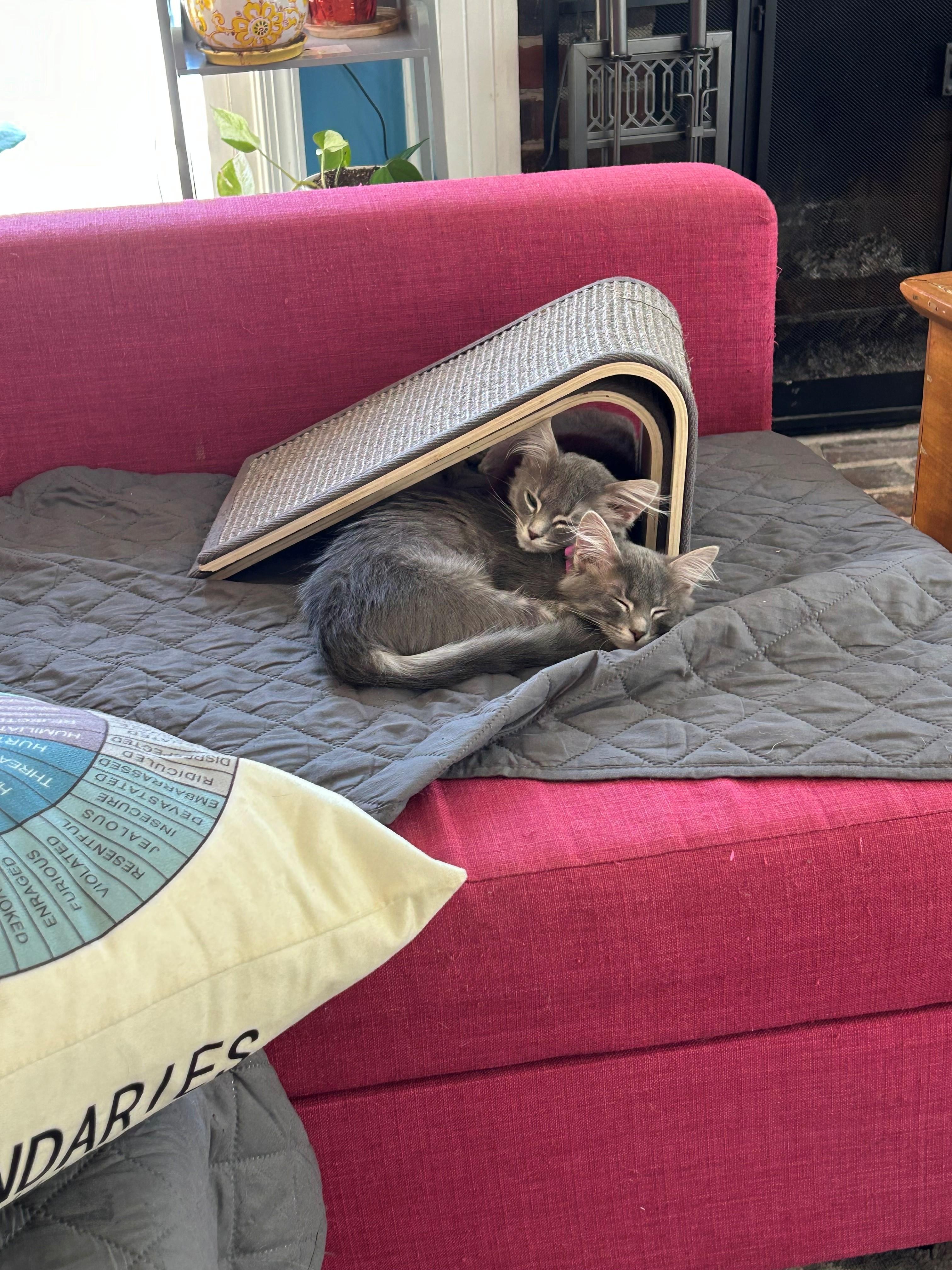 Enlarge Chicken and Noodle - 4 MONTHS - THE ULTIMATE COMFORT DUO!, an adoptable Domestic Medium Hair in Bristow, VA image 3/5