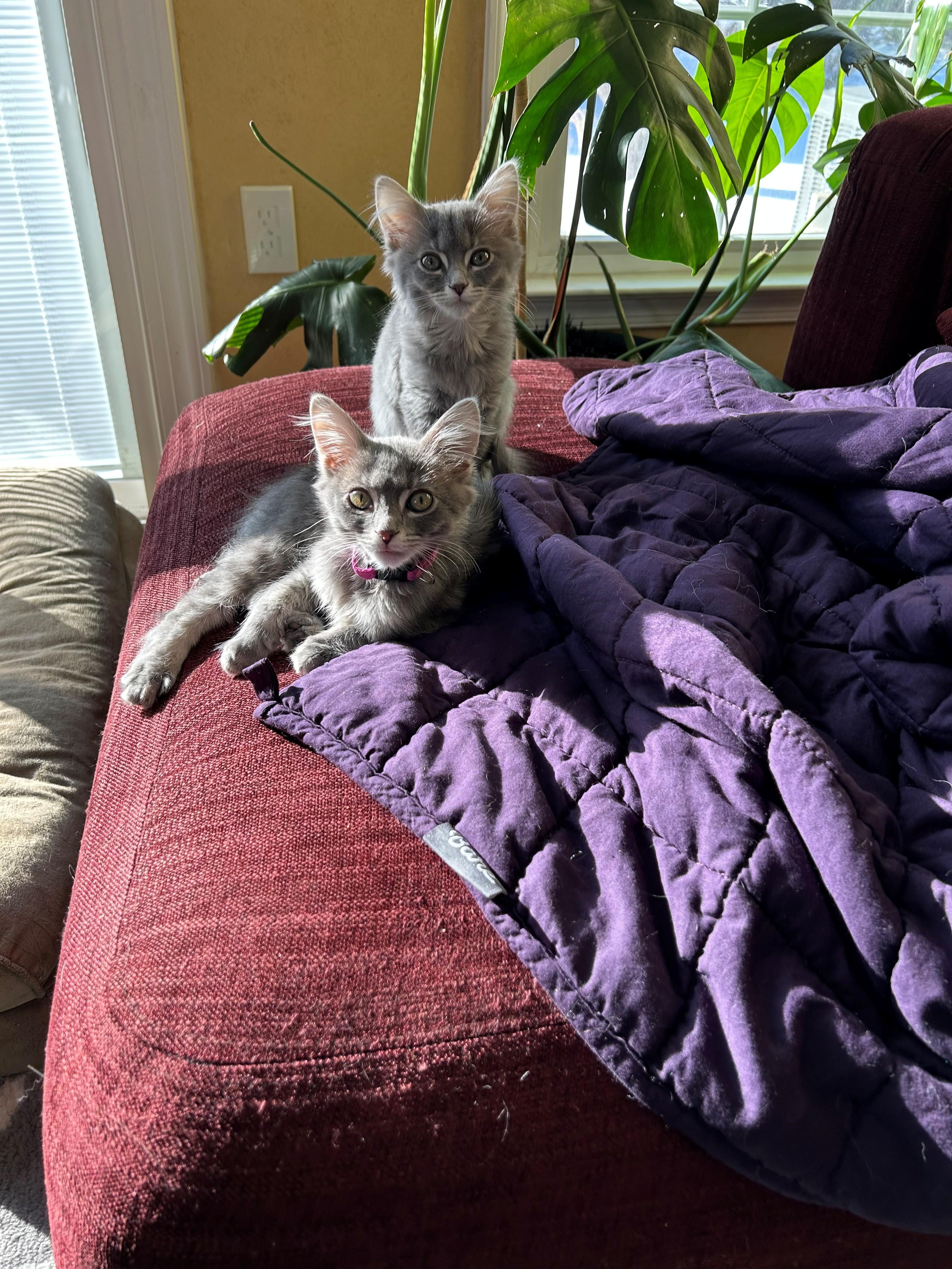 Chicken and Noodle - 4 MONTHS - THE ULTIMATE COMFORT DUO!, adoptable, Young Female Domestic Medium Hair.