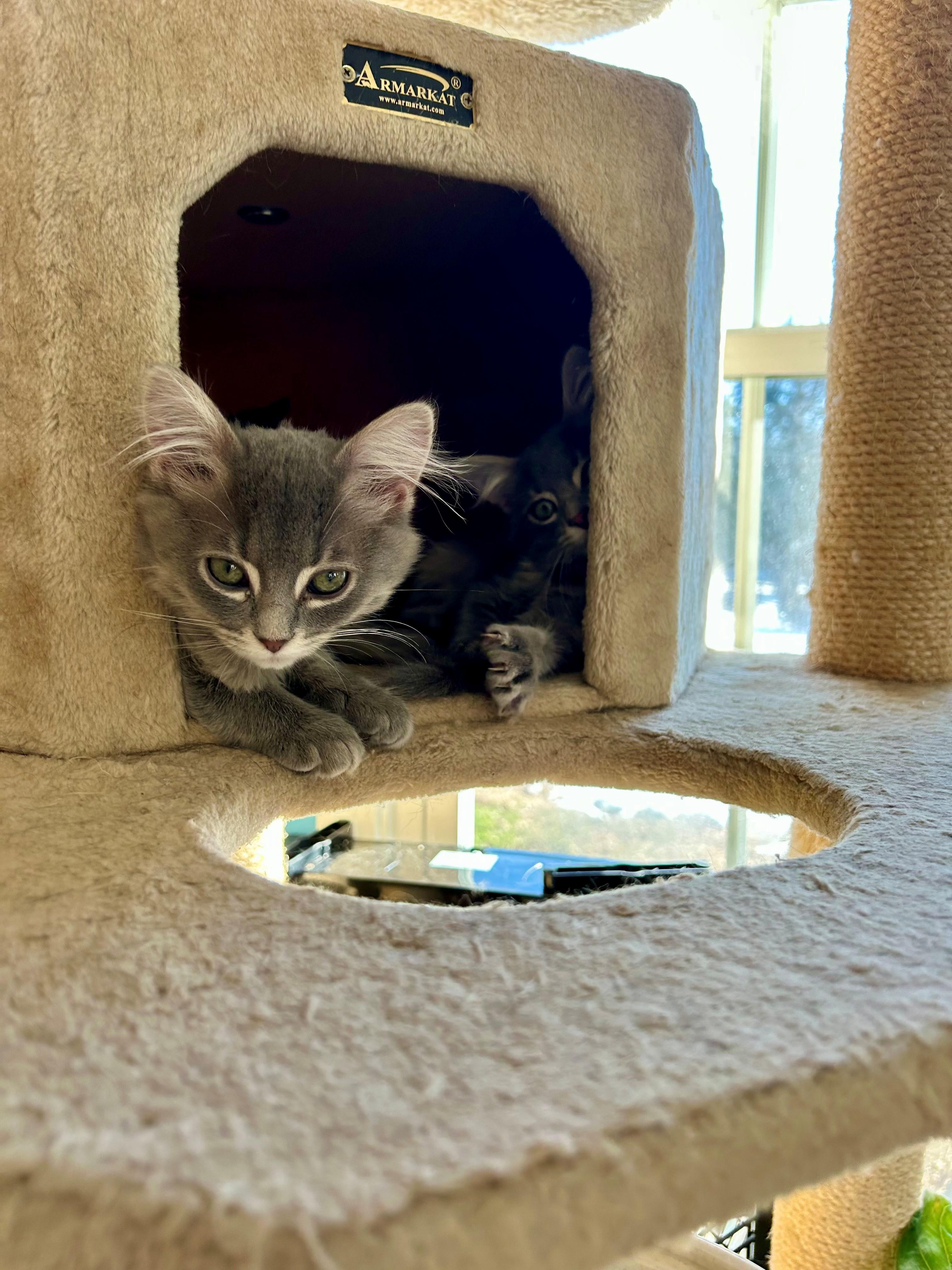 Enlarge Chicken and Noodle - 4 MONTHS - THE ULTIMATE COMFORT DUO!, an adoptable Domestic Medium Hair in Bristow, VA image 2/5