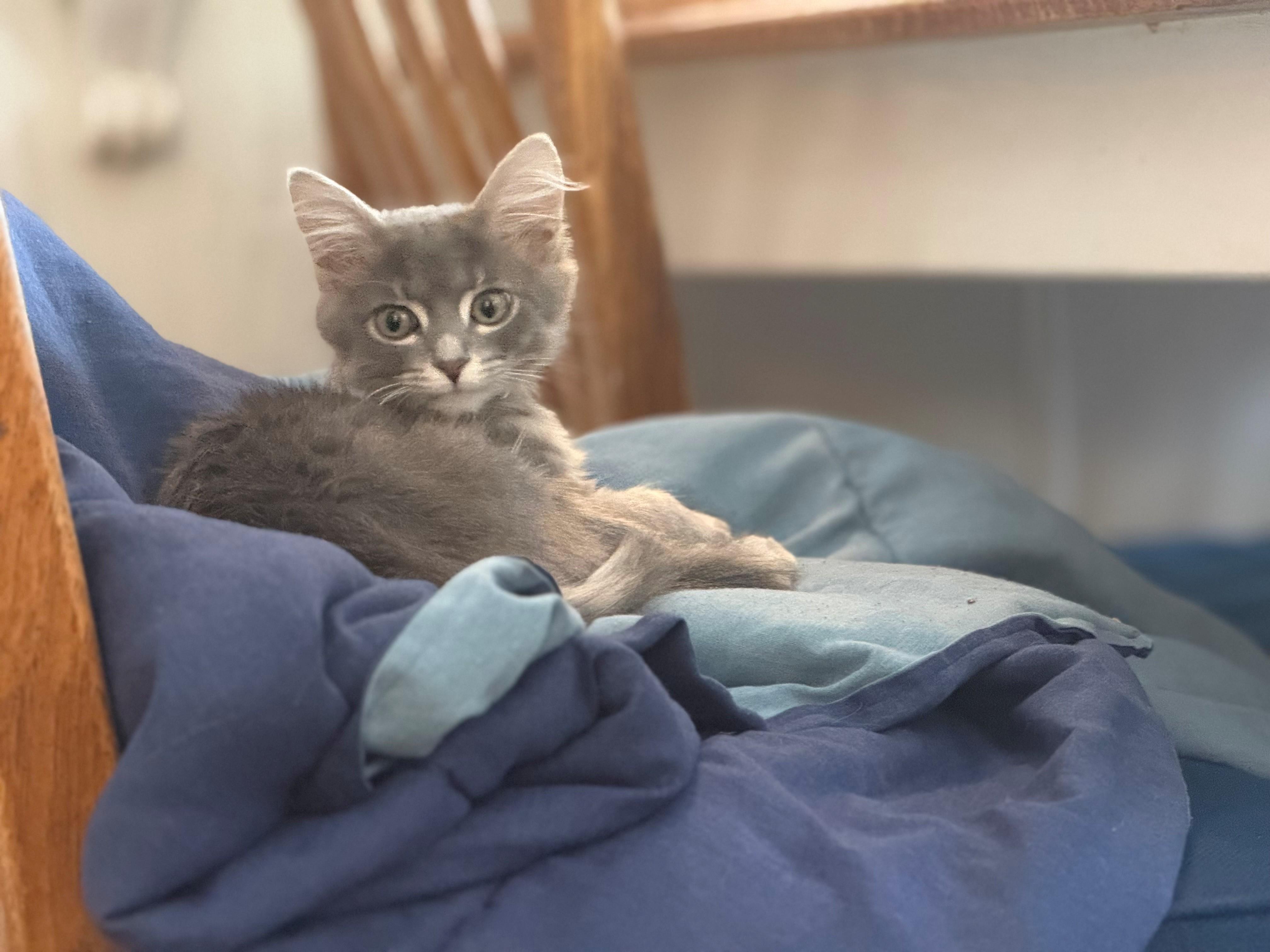 Enlarge Chicken and Noodle - 4 MONTHS - THE ULTIMATE COMFORT DUO!, an adoptable Domestic Medium Hair in Bristow, VA image 4/5
