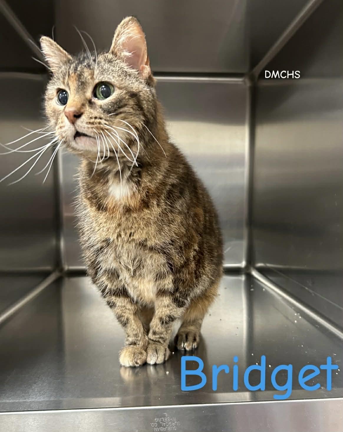 Bridget, Adoptable, Adult Female Domestic Short Hair.