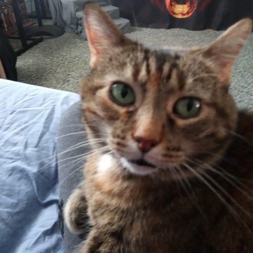 Bridget, Adoptable, Adult Female Domestic Short Hair.