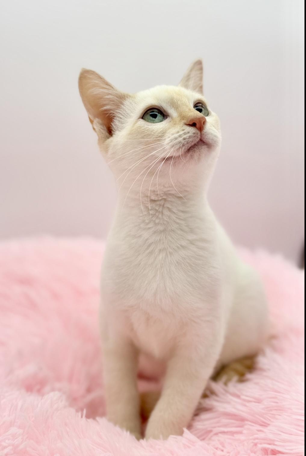 Enlarge Jack Harlow, a ADOPTABLE Siamese in Covington, LA image 3/6
