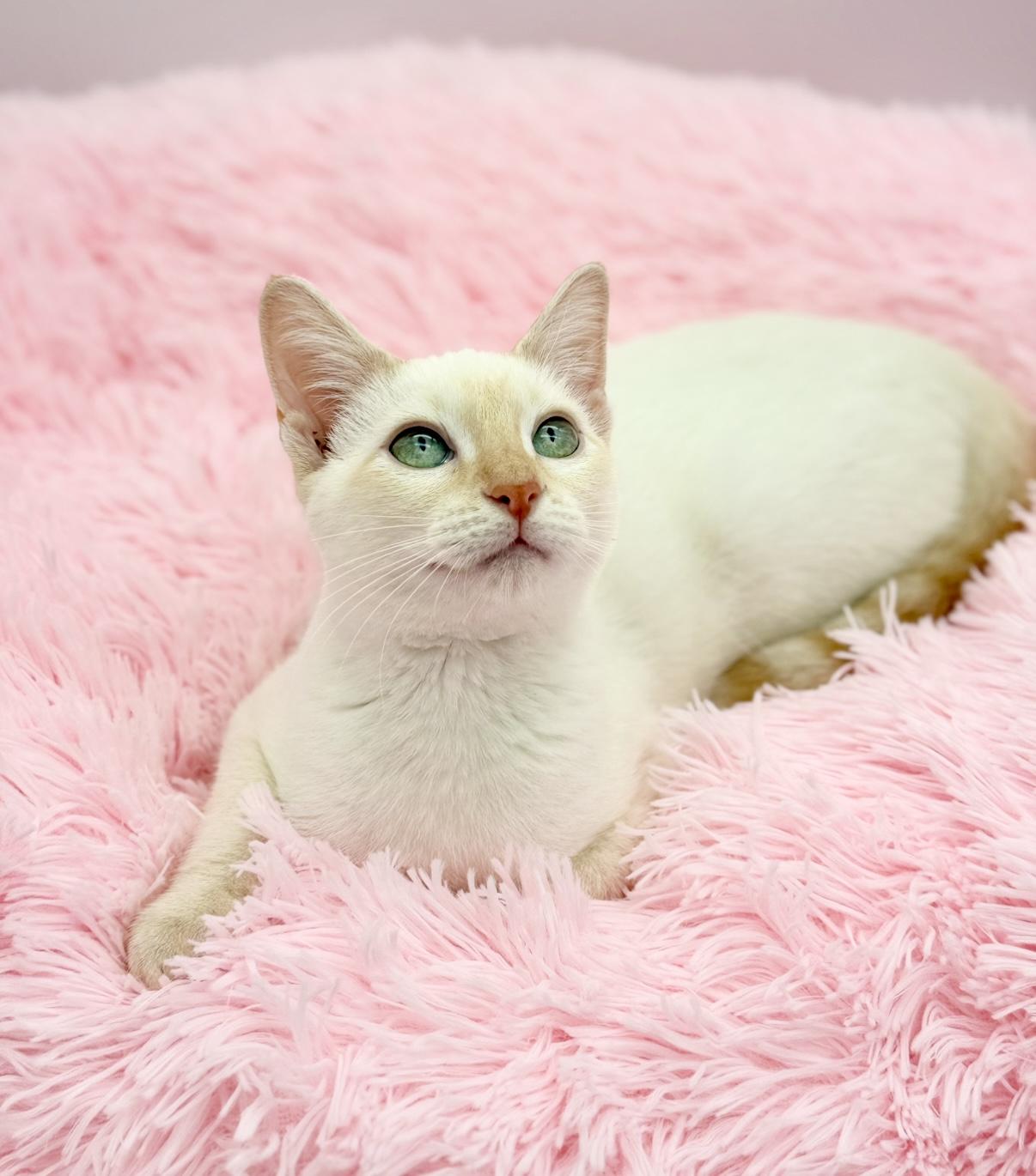 Enlarge Jack Harlow, a ADOPTABLE Siamese in Covington, LA image 1/6