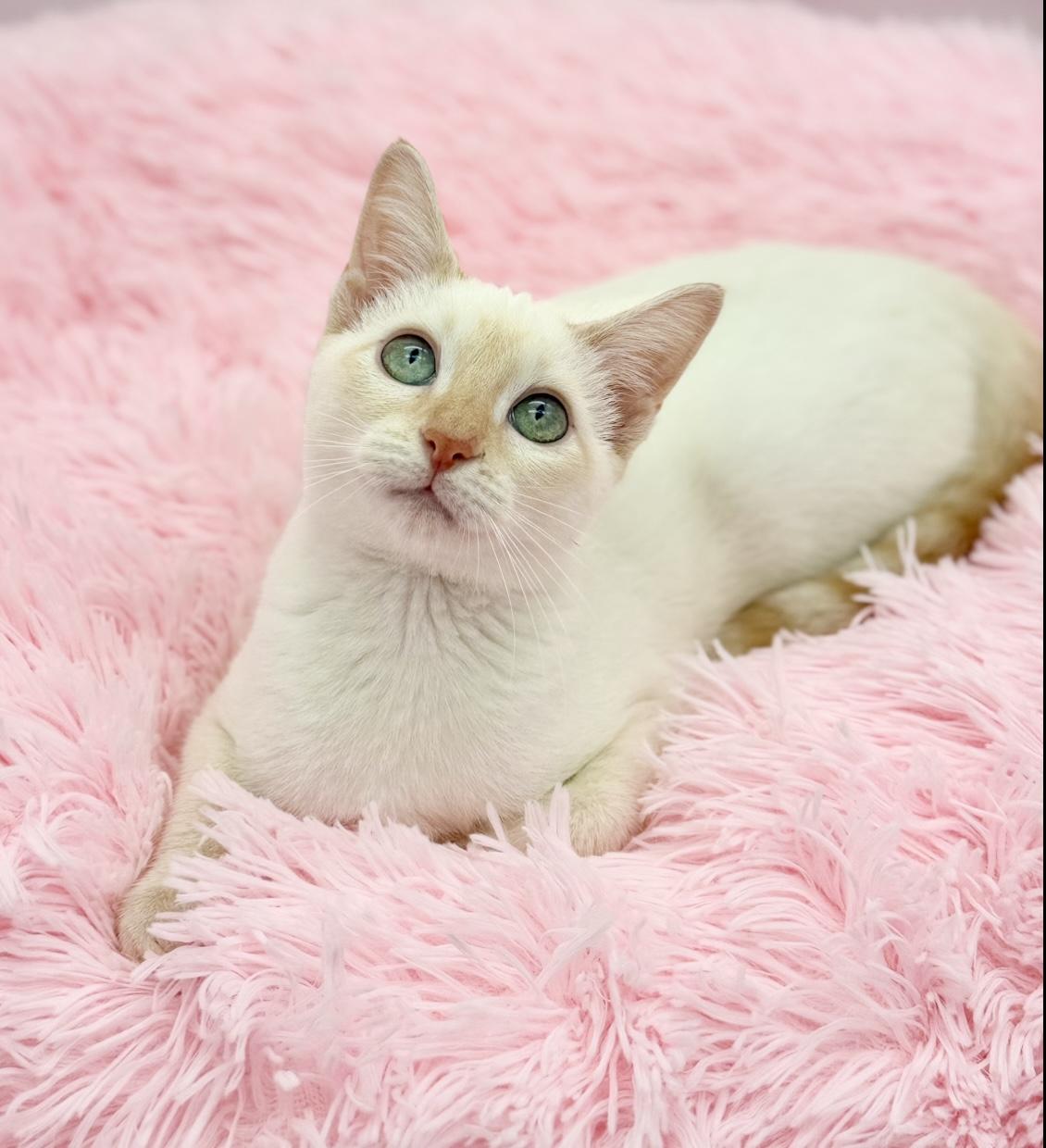Enlarge Jack Harlow, a ADOPTABLE Siamese in Covington, LA image 6/6