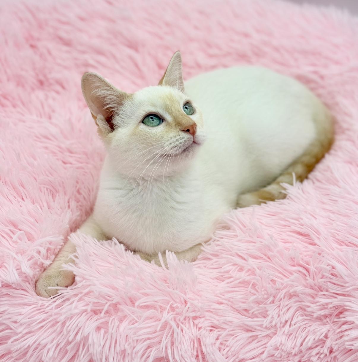 Enlarge Jack Harlow, a ADOPTABLE Siamese in Covington, LA image 4/6