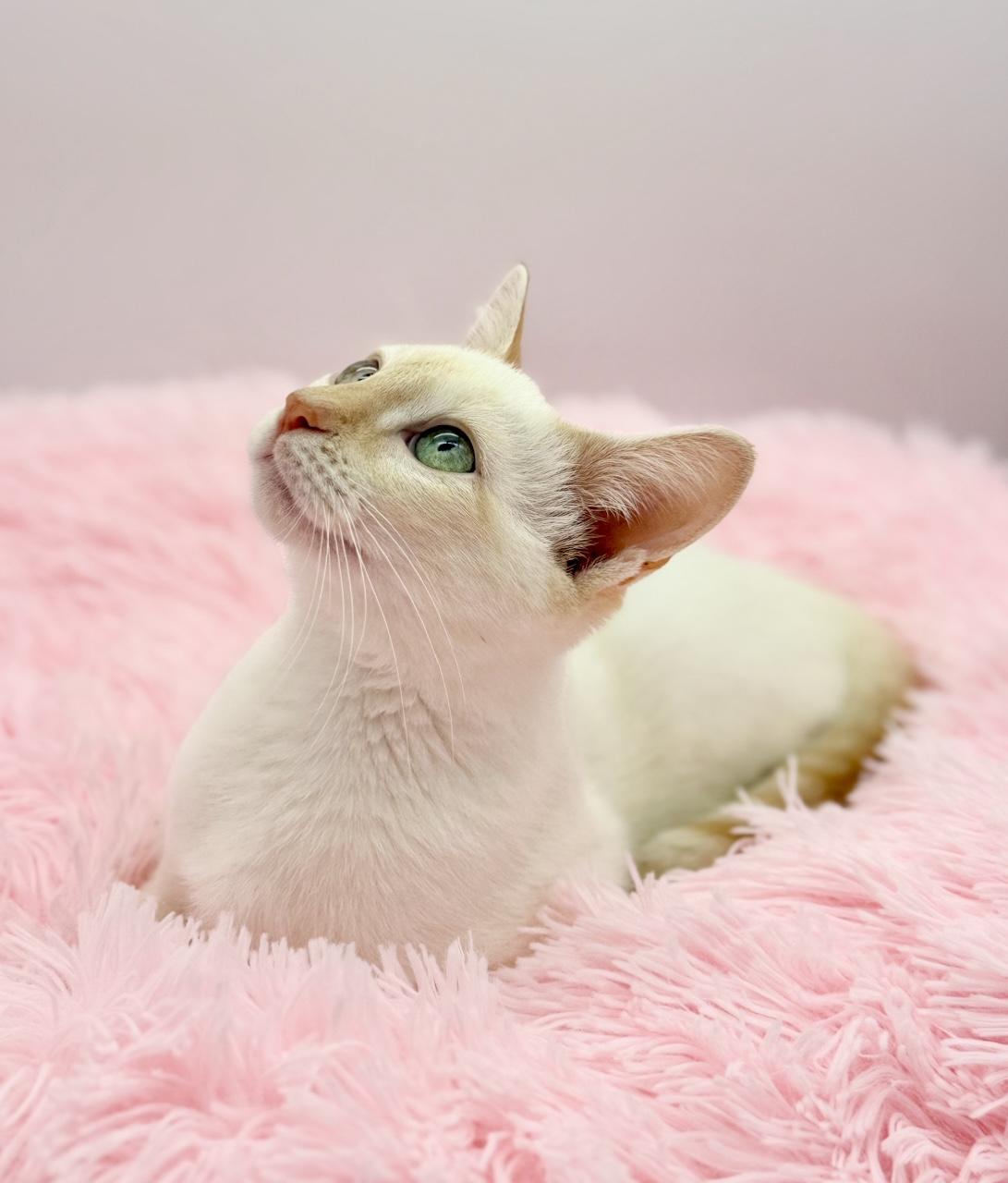 Enlarge Jack Harlow, a ADOPTABLE Siamese in Covington, LA image 2/6