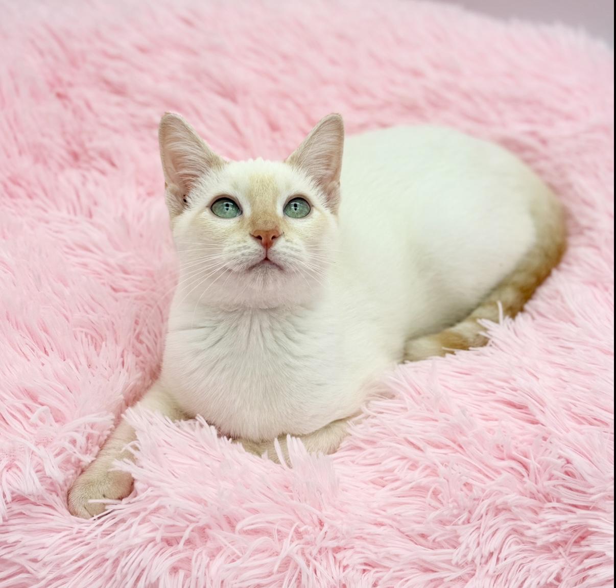 Enlarge Jack Harlow, a ADOPTABLE Siamese in Covington, LA image 5/6