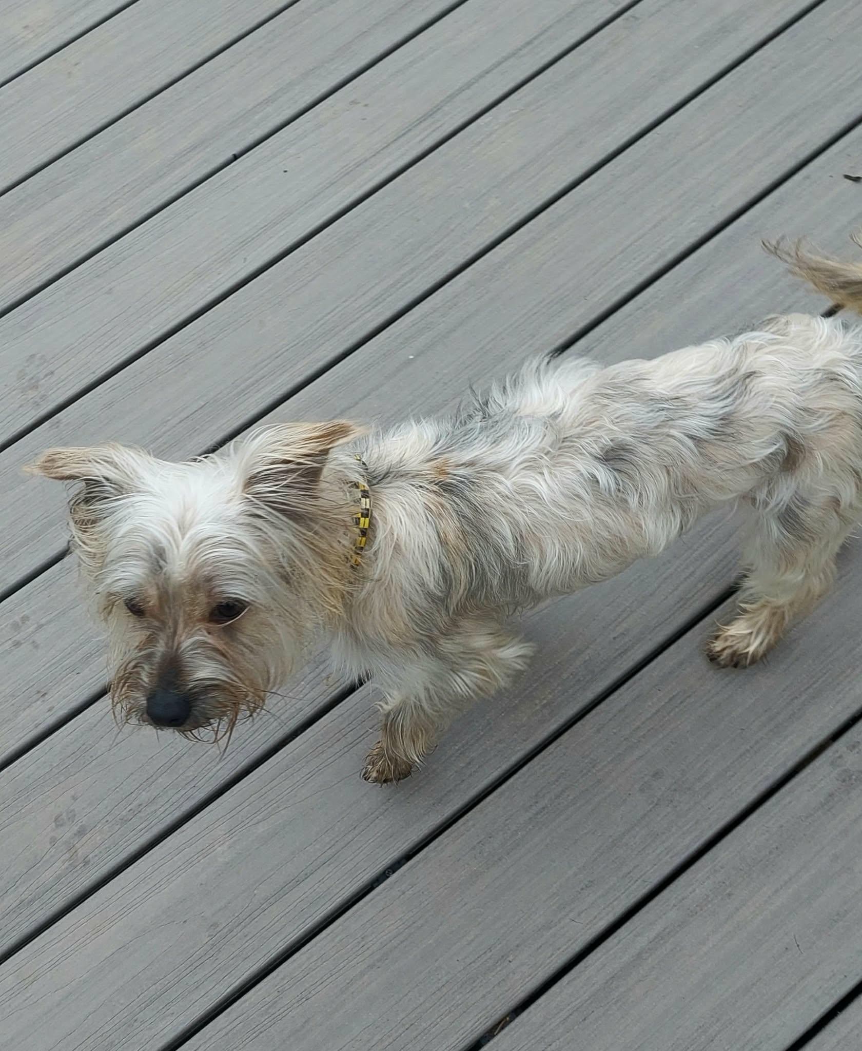 Enlarge Scooby, a ADOPTABLE mixed breed in Conesus, NY image 2/4