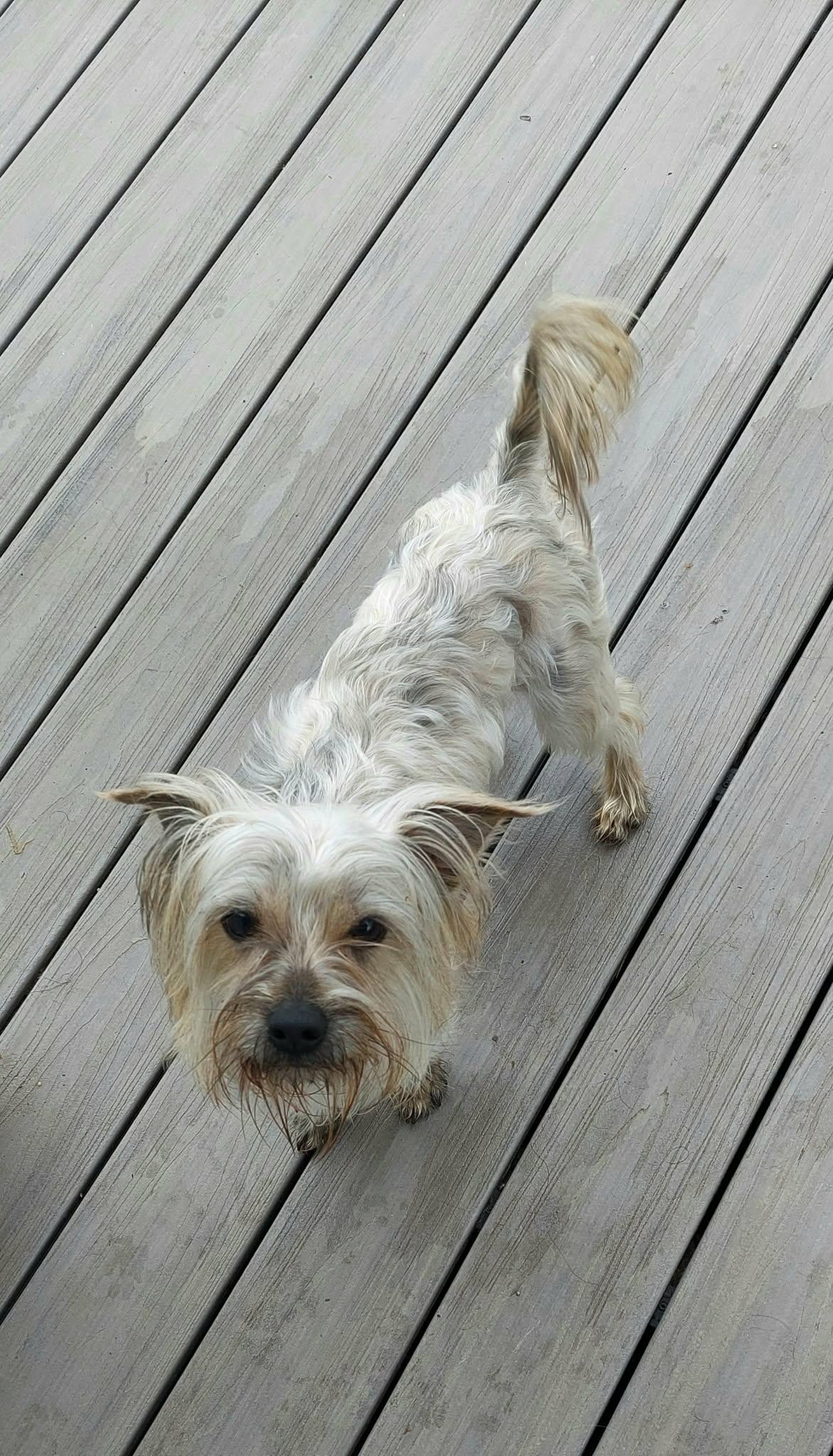 Enlarge Scooby, a ADOPTABLE mixed breed in Conesus, NY image 4/4