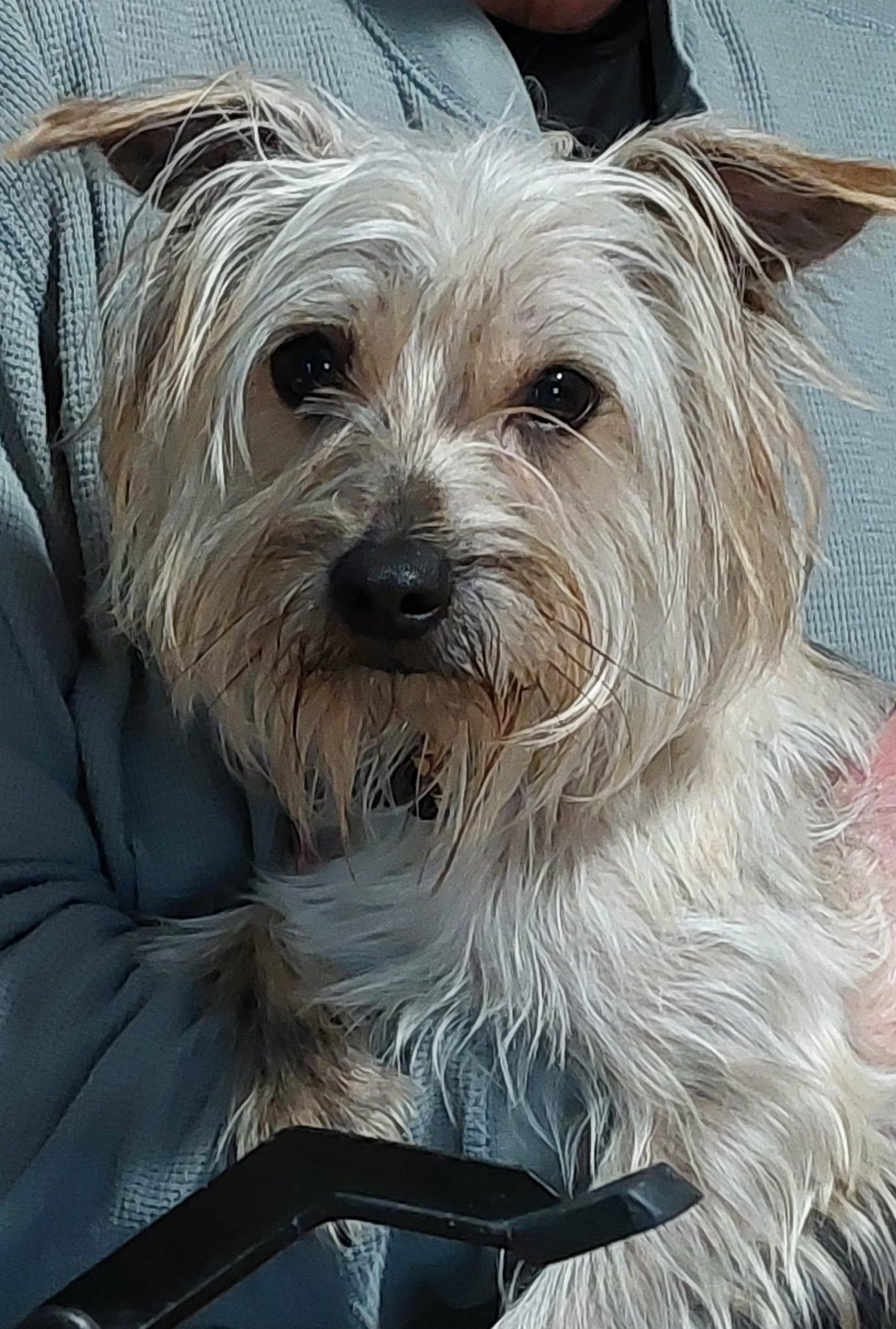 Enlarge Scooby, a ADOPTABLE mixed breed in Conesus, NY image 1/4