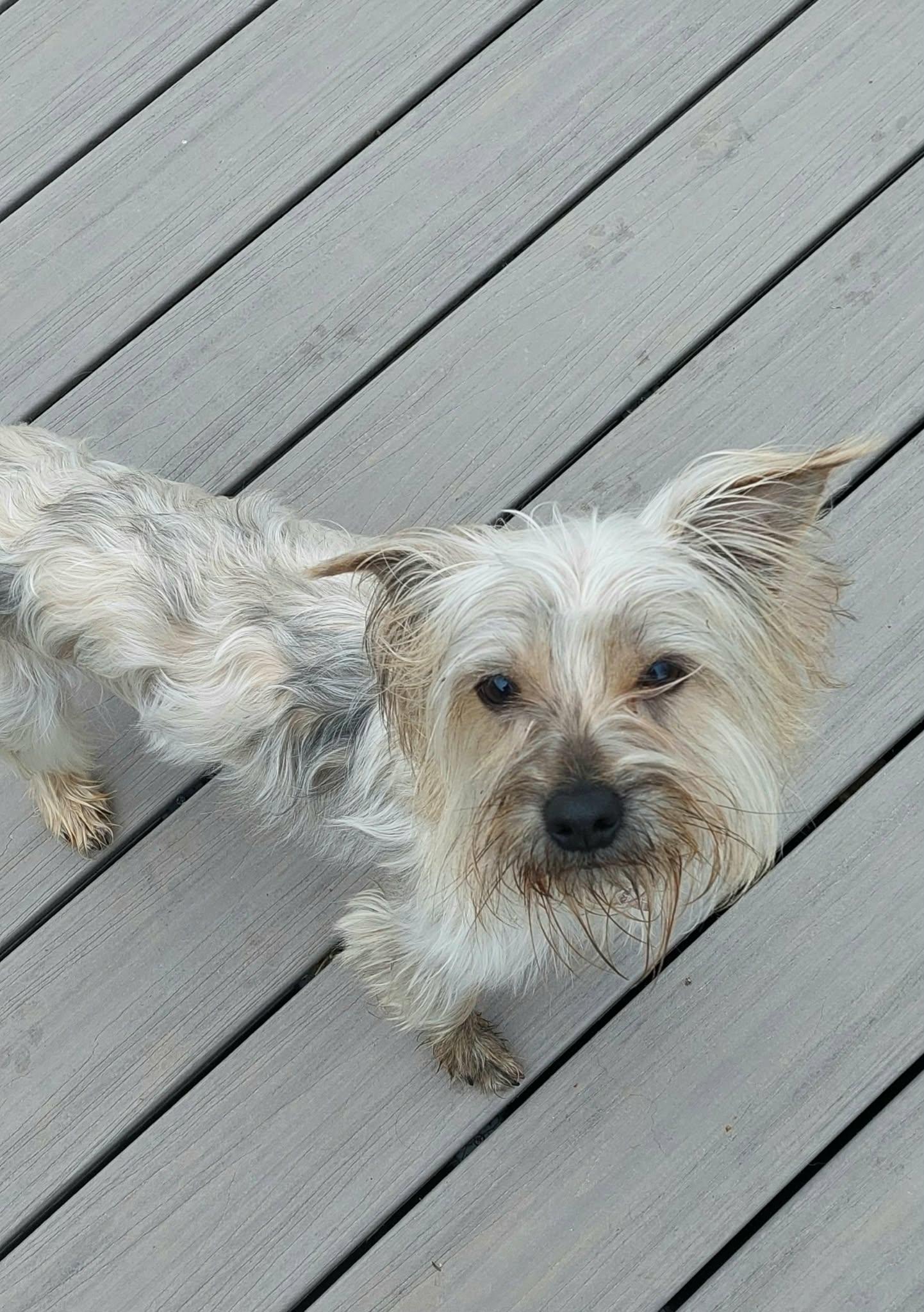 Enlarge Scooby, a ADOPTABLE mixed breed in Conesus, NY image 3/4