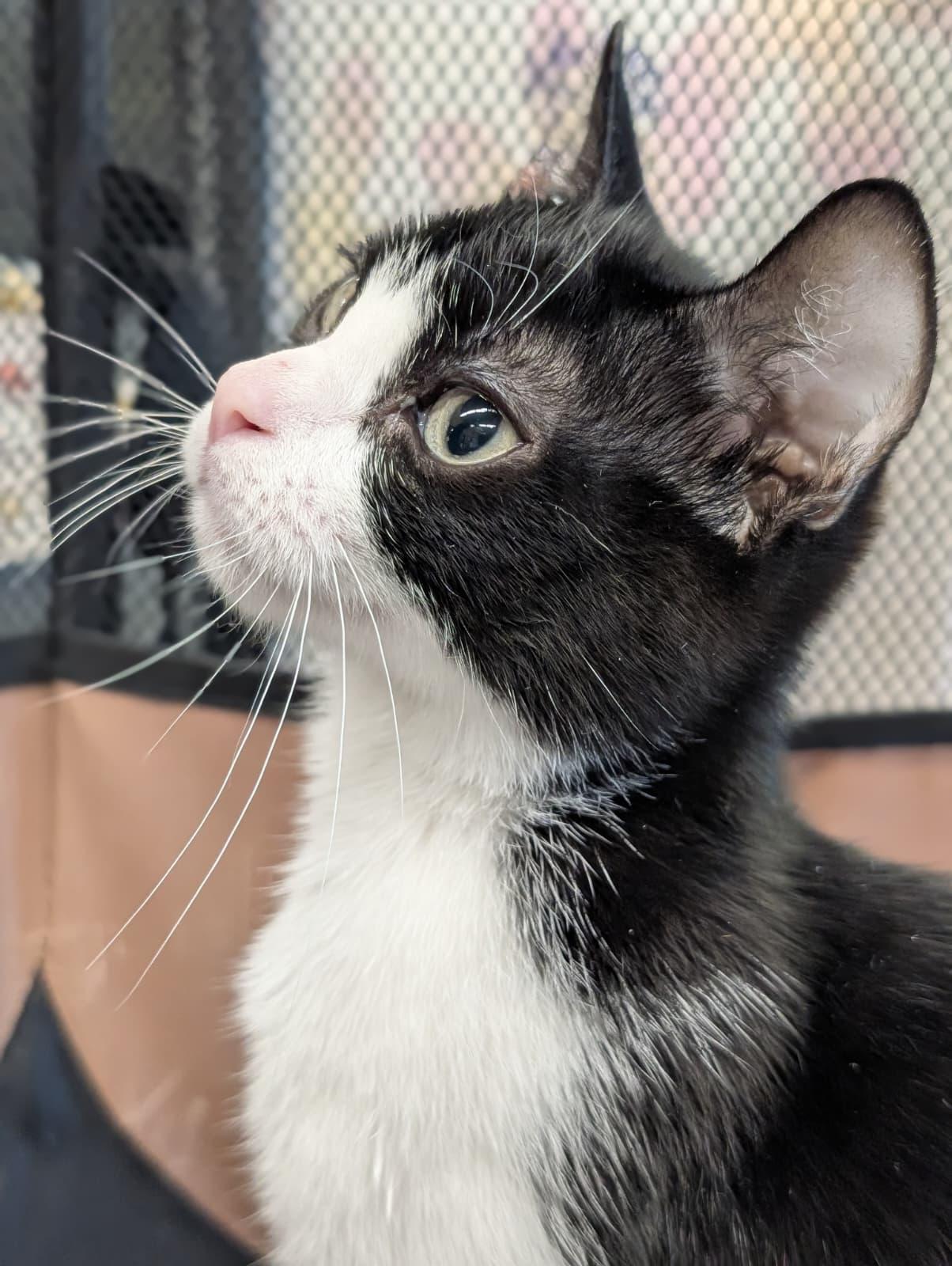 Enlarge Grover, a Adoptable Domestic Short Hair in Honolulu, HI image 3/4