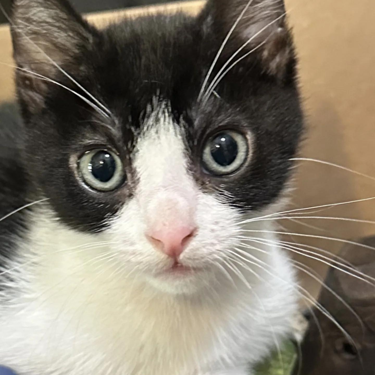 Enlarge Grover, a Adoptable Domestic Short Hair in Honolulu, HI image 4/4